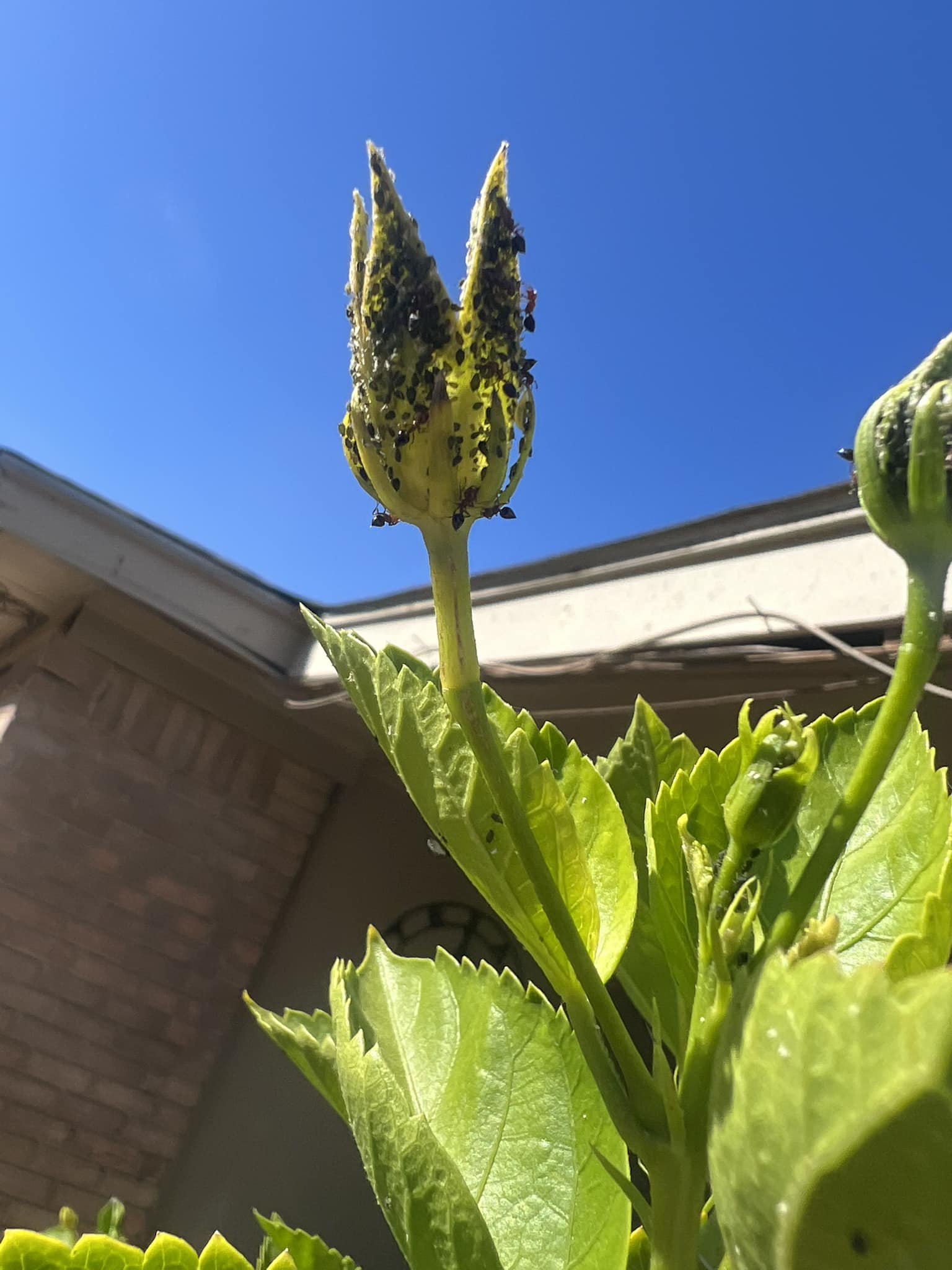 Aphids on Hibiscus