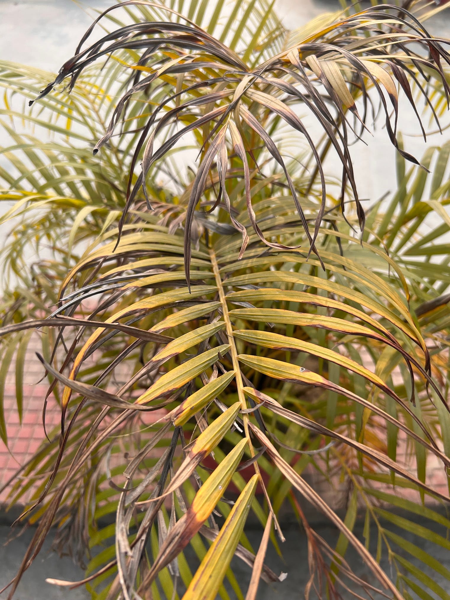 Areca Palm Leaves Turning Yellow Due to Underwatering
