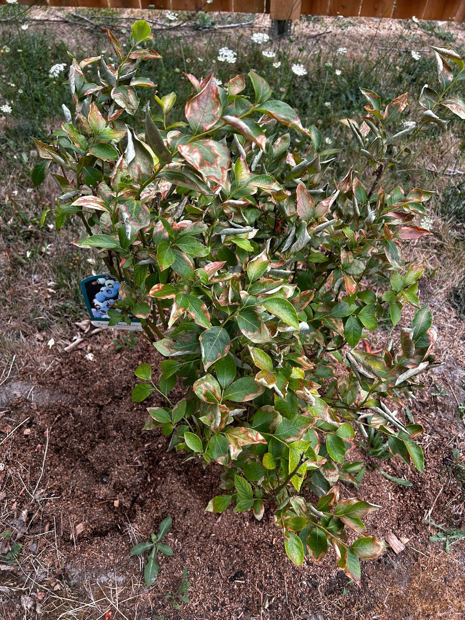 Blueberry Leaves Scorched