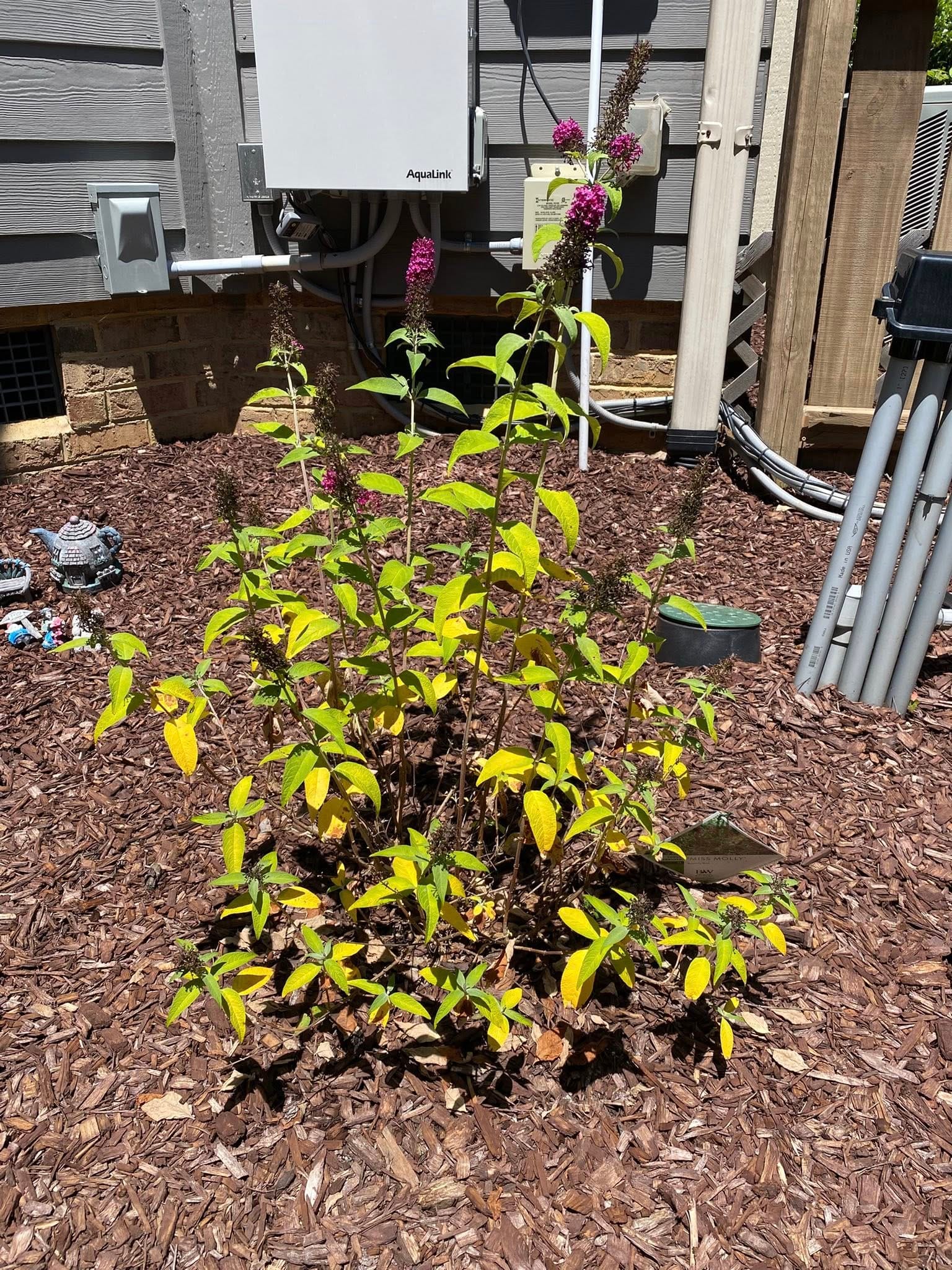 Butterfly Bush Leaves Yellowing Due to Overwatering
