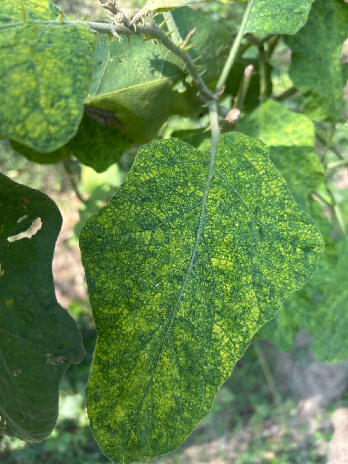 Eggplant Infected By Mosaic Virus