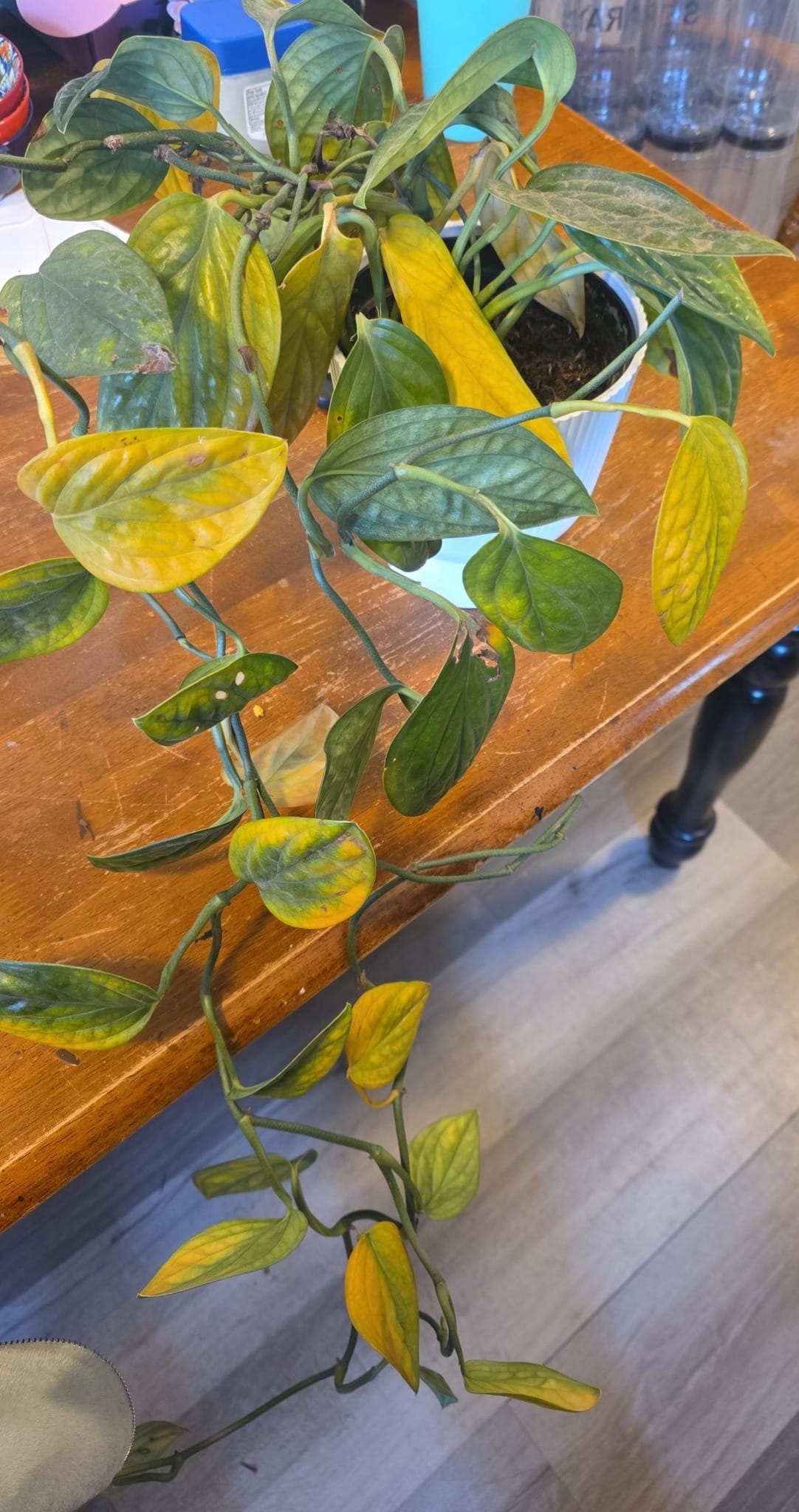 Golden Pothos Leaves Turning Yellow Due to Root Bound