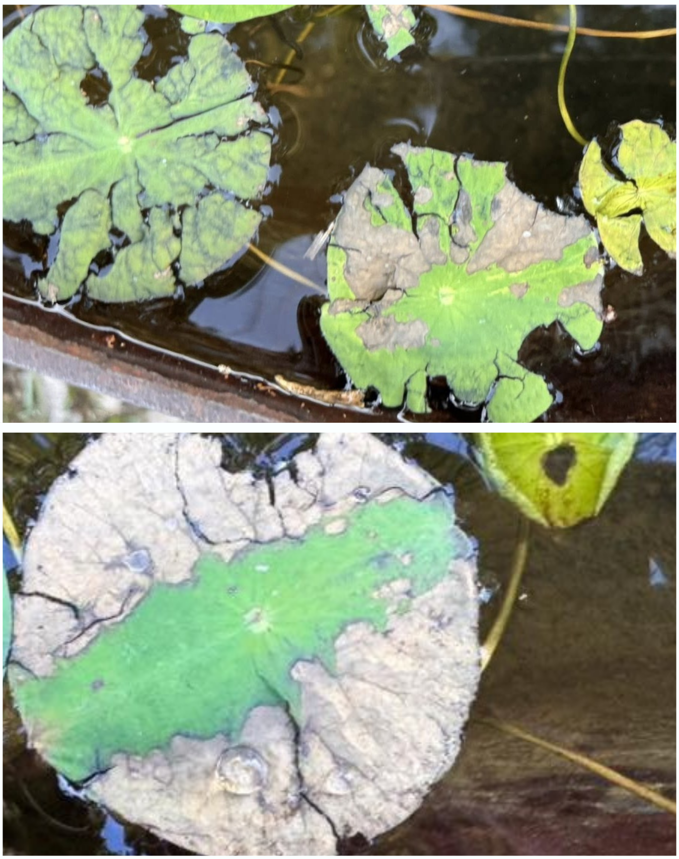 Heavily Damaged Leaves That Should be Removed