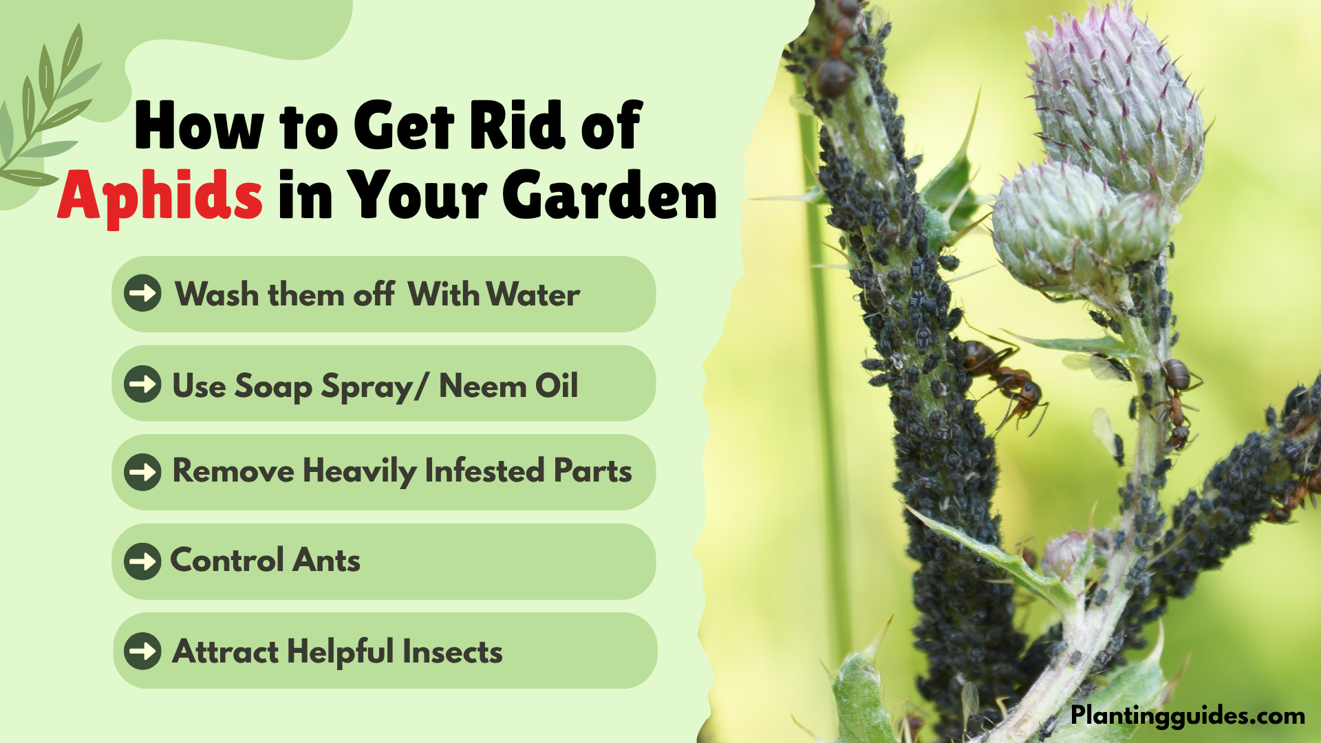 How to Get Rid of Aphids in Your Garden