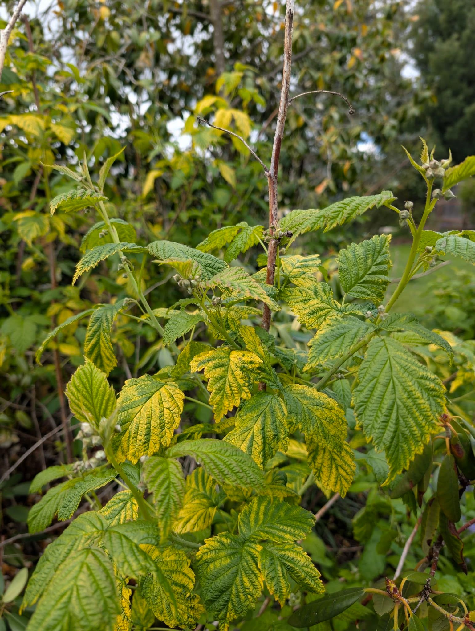 Iron Chlorosis in Raspberry Leaves (Nutrient Deficiency)