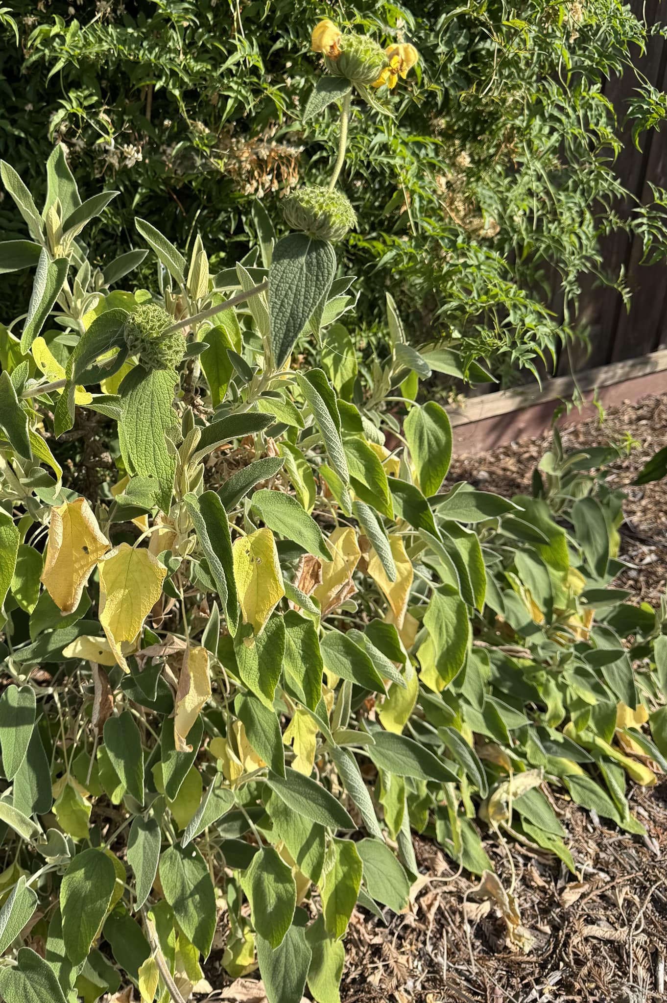 Jerusalem Sage Leaves Yellowing Due to Underwatering