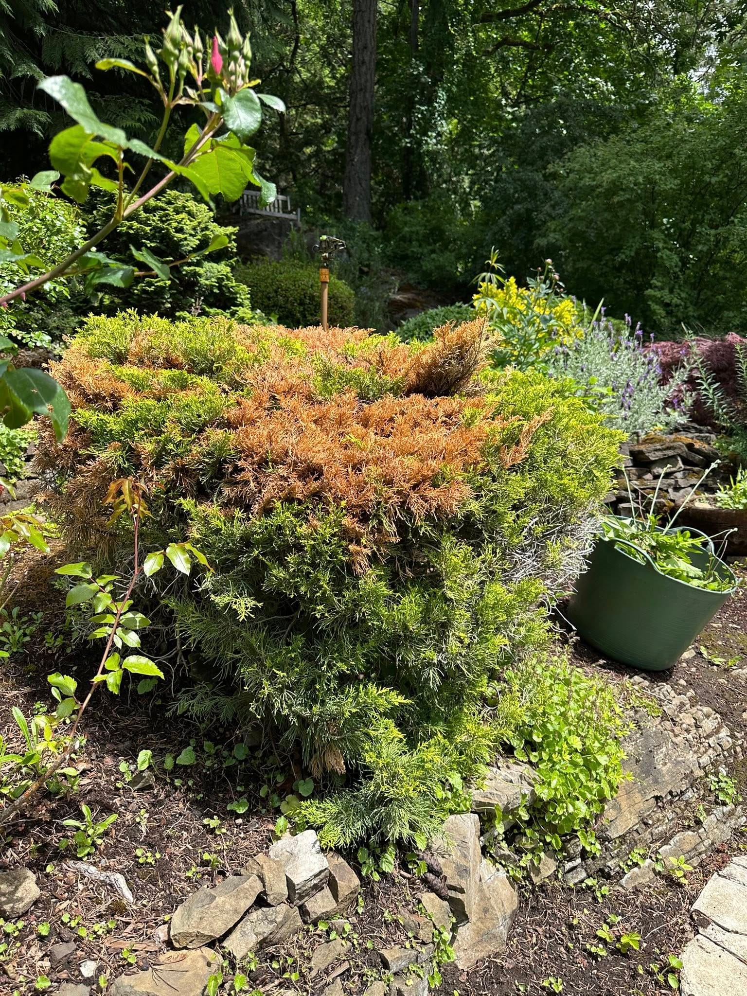 Juniper tree is turning brown