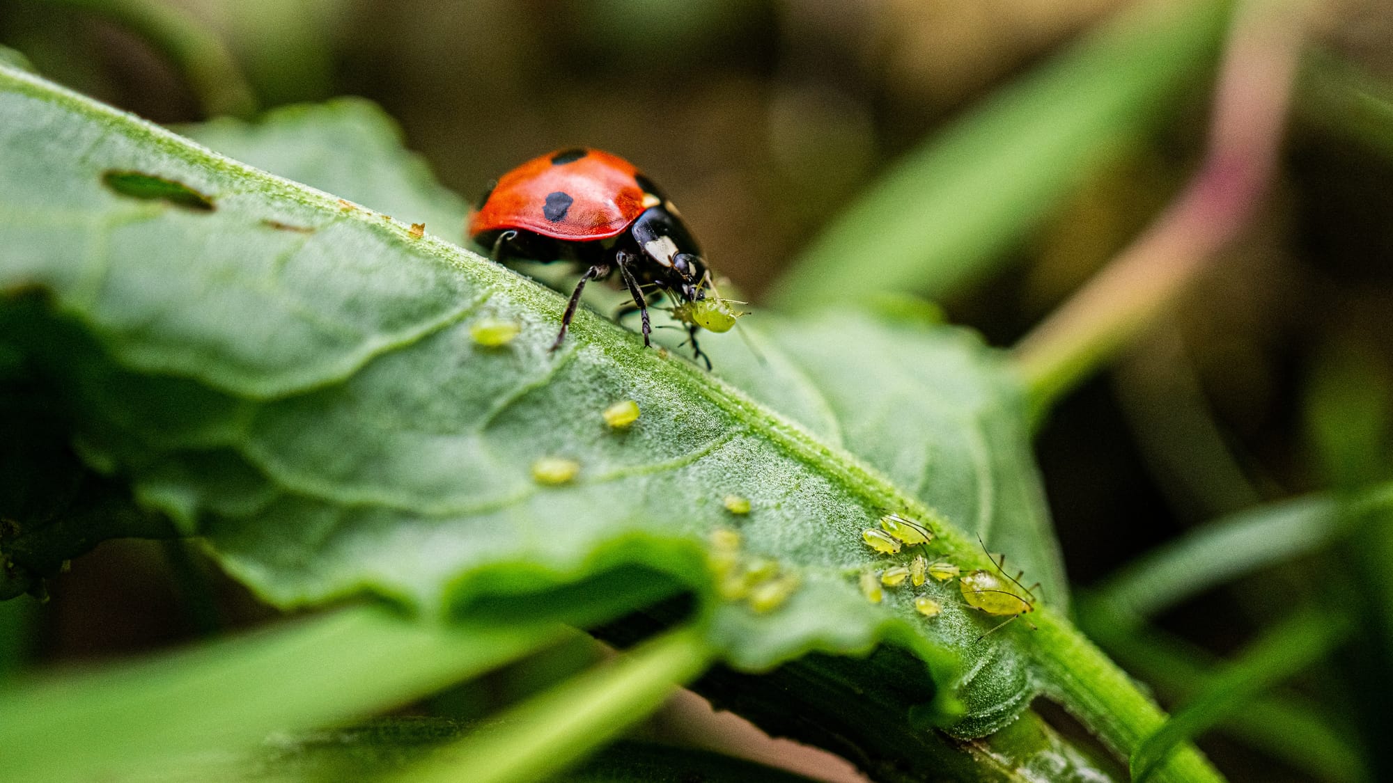 Ladybug