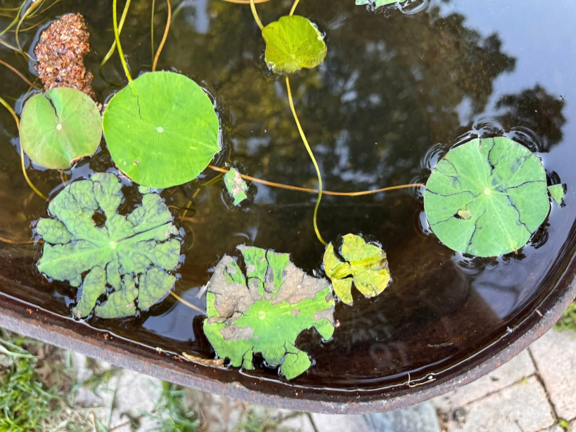 Lotus Leaves Started Cracking After Moving Outdoors