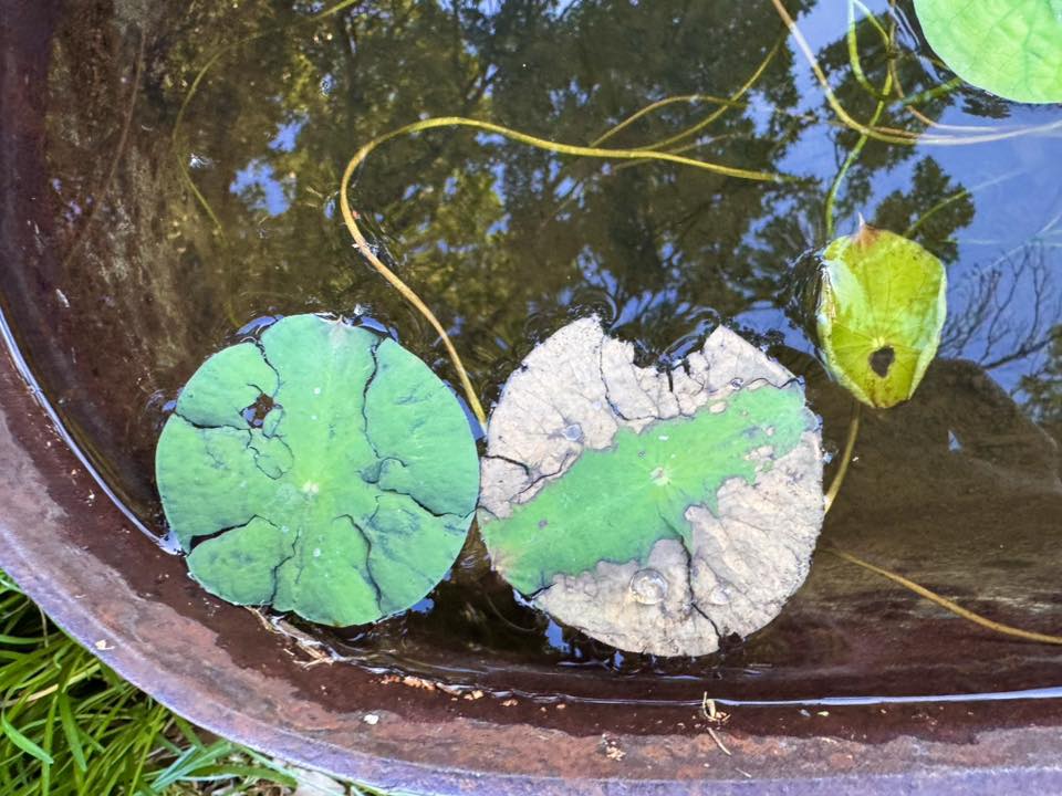 Lotus Leaves With Cracks and Fading
