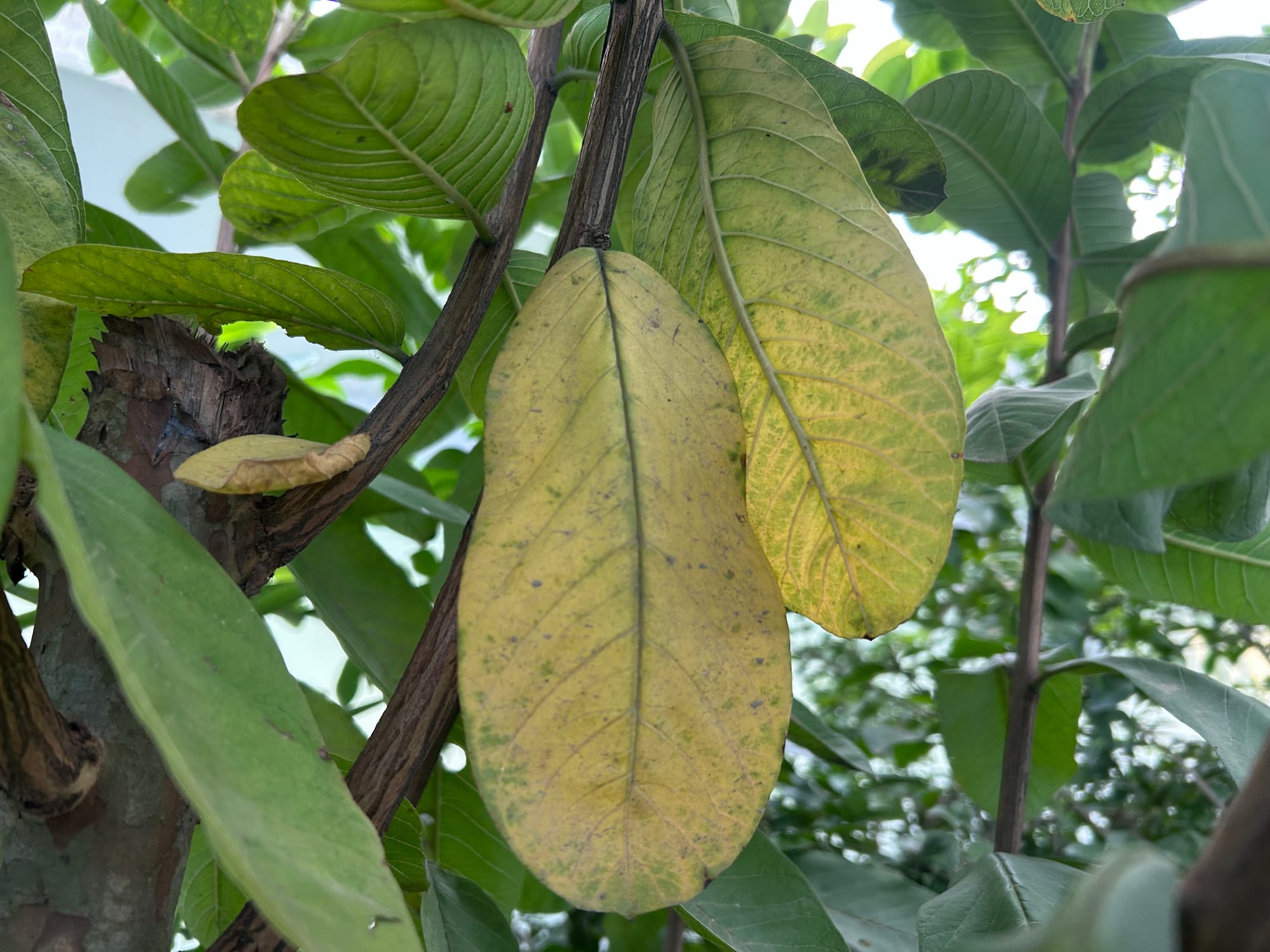 Old Guava Leaves Turning Yellow Naturally