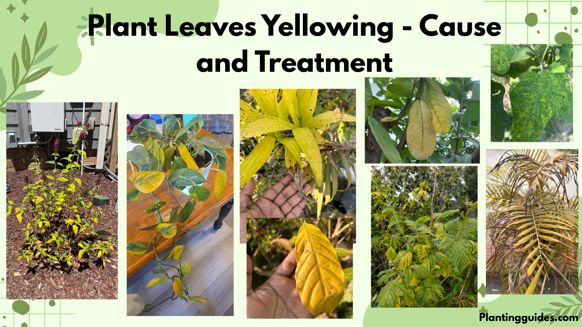 Plant Leaves Yellowing - Cause and Treatment