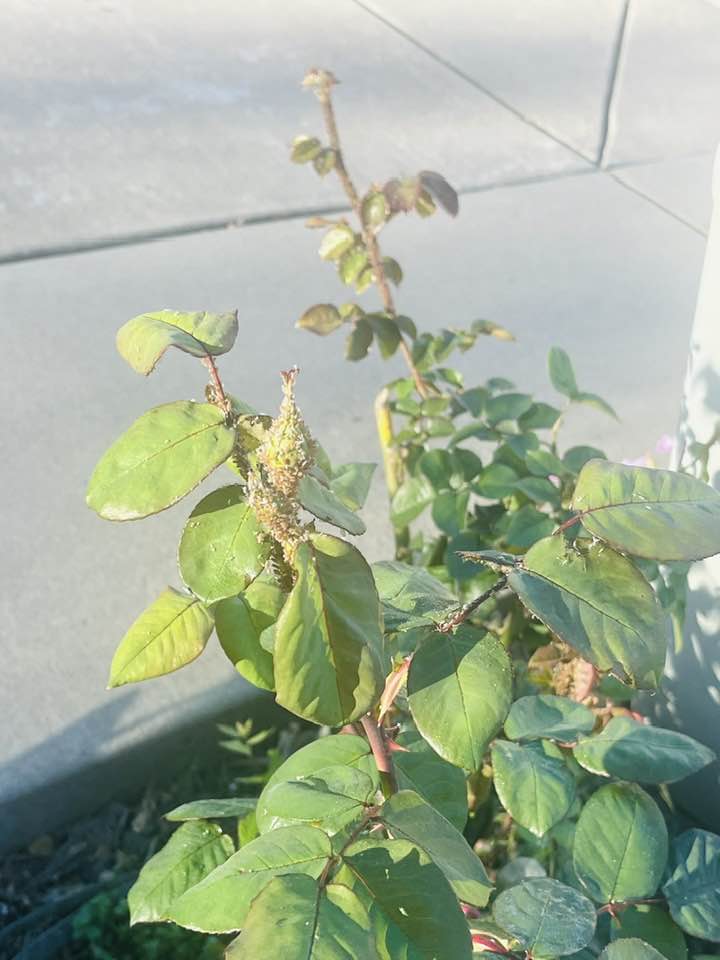 Rose Bud Fully Covered by Aphids
