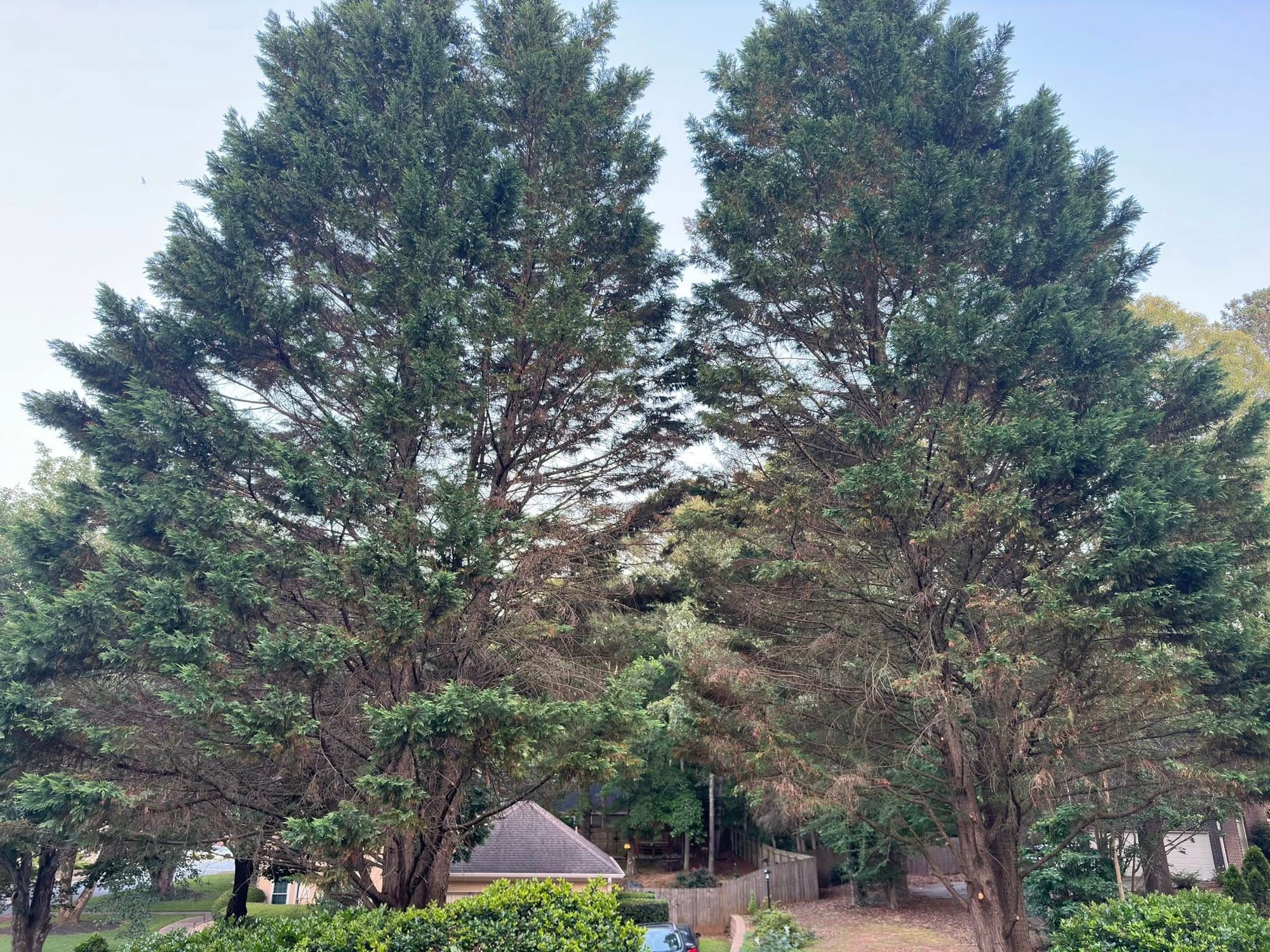 Seiridium Canker infected juniper tree
