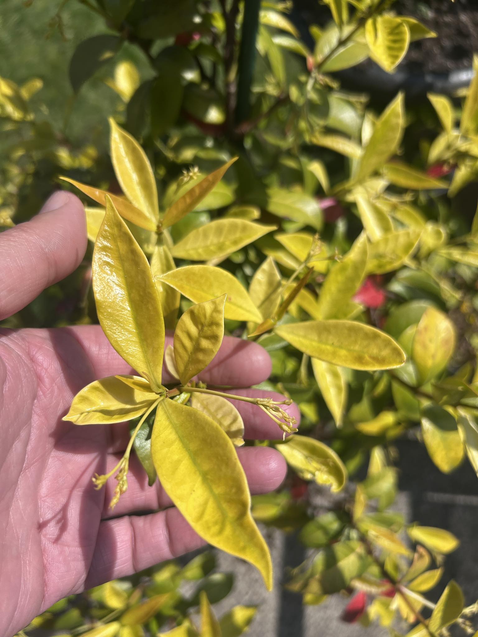 Star Jasmine Leaves Yellowing Due to Overwatering