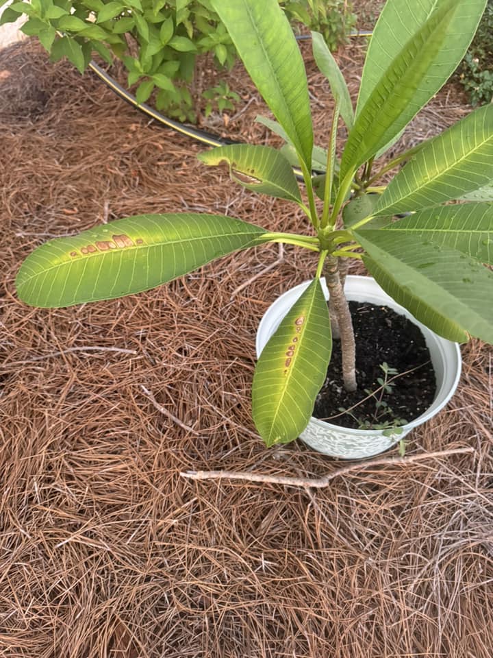 Sunburned Plumeria Leaves