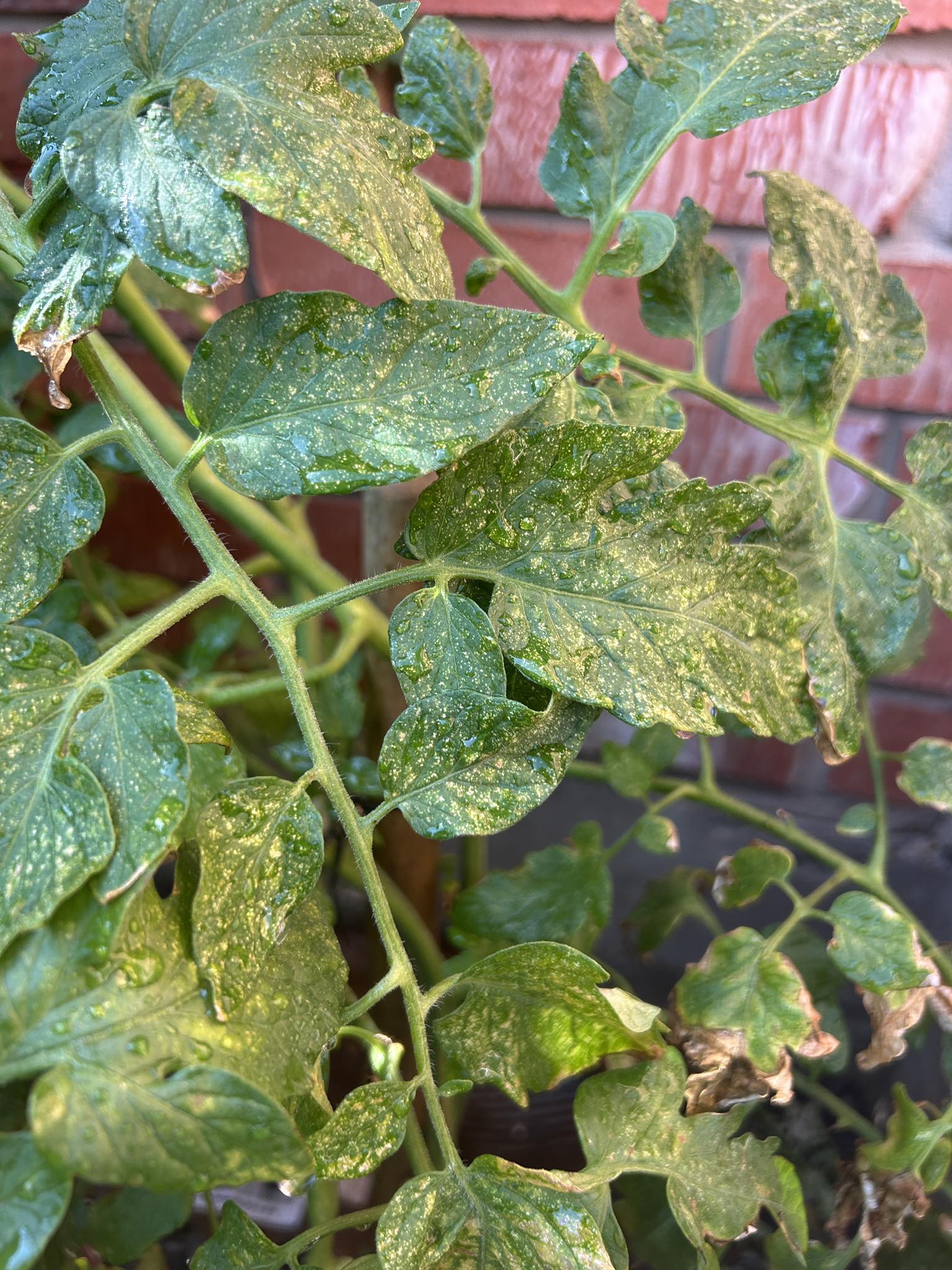 Tomato Leaves Damaged by Spider Mites