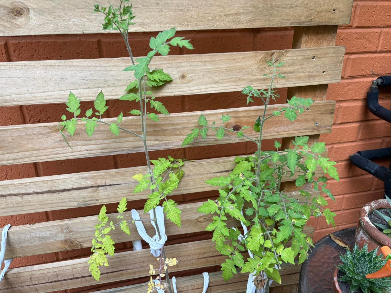 Tomato Leaves Yellowing Due to Nitrogen Deficiency