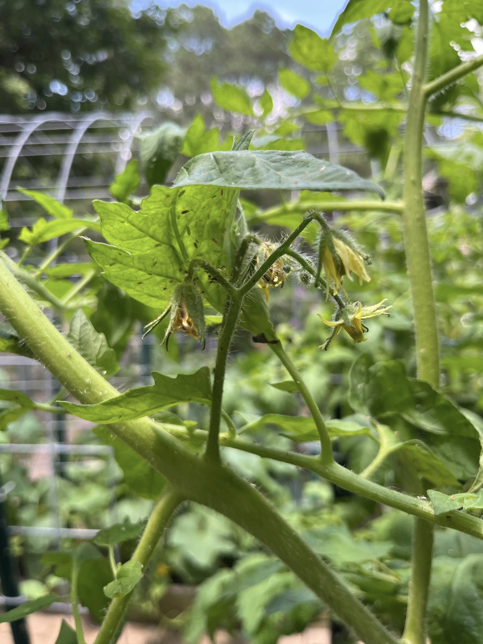 Tomato Plant Damaged by Aphids