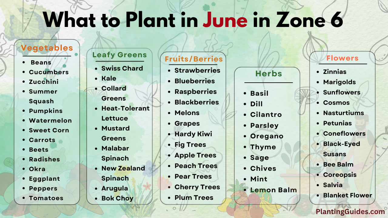 What to Plant in June in Zone 6