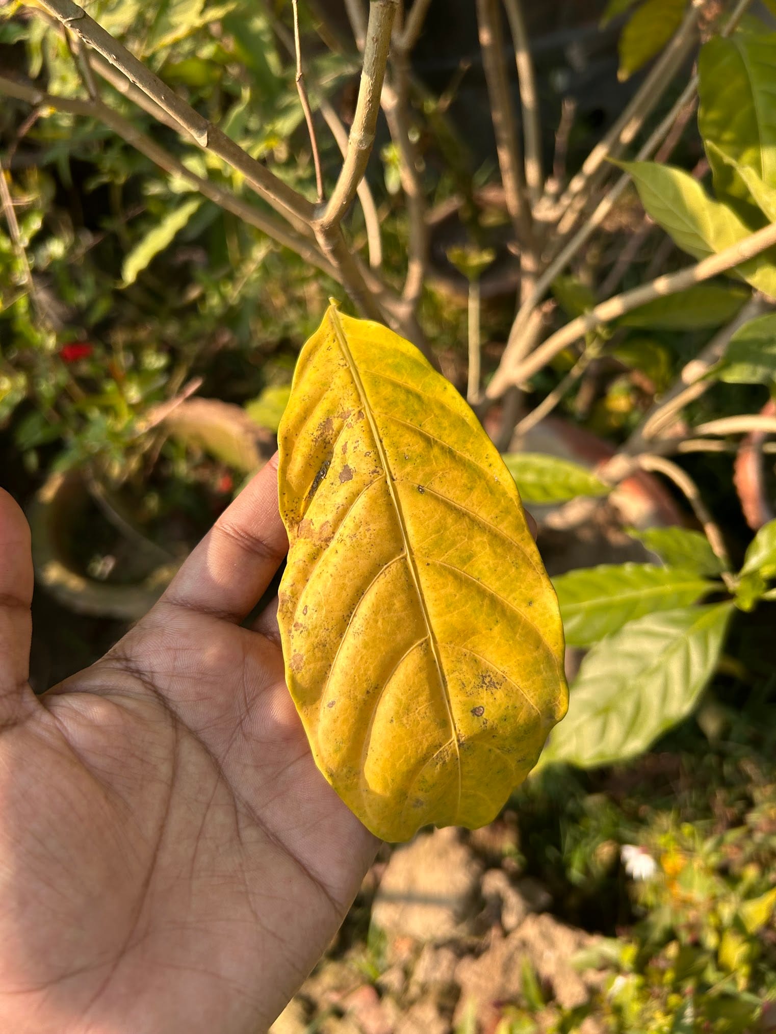 Yellow Crap Jasmine Leaf Caused by Overwatering