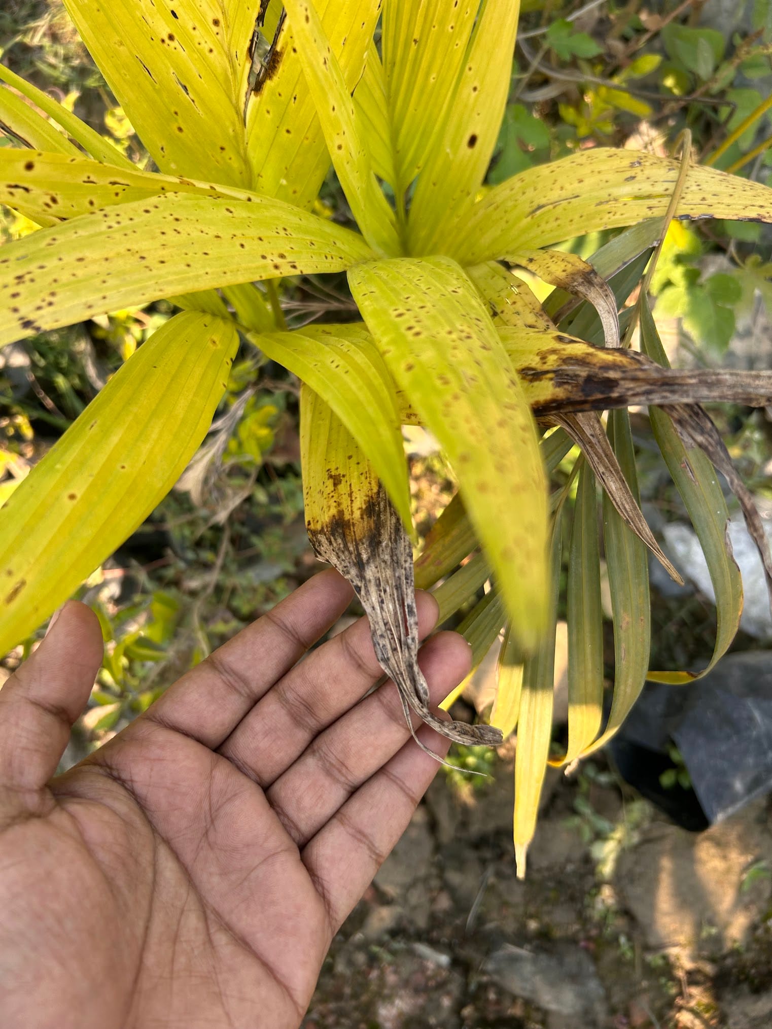 Yellow Leaves With Black Spots Caused by Fungal Disease