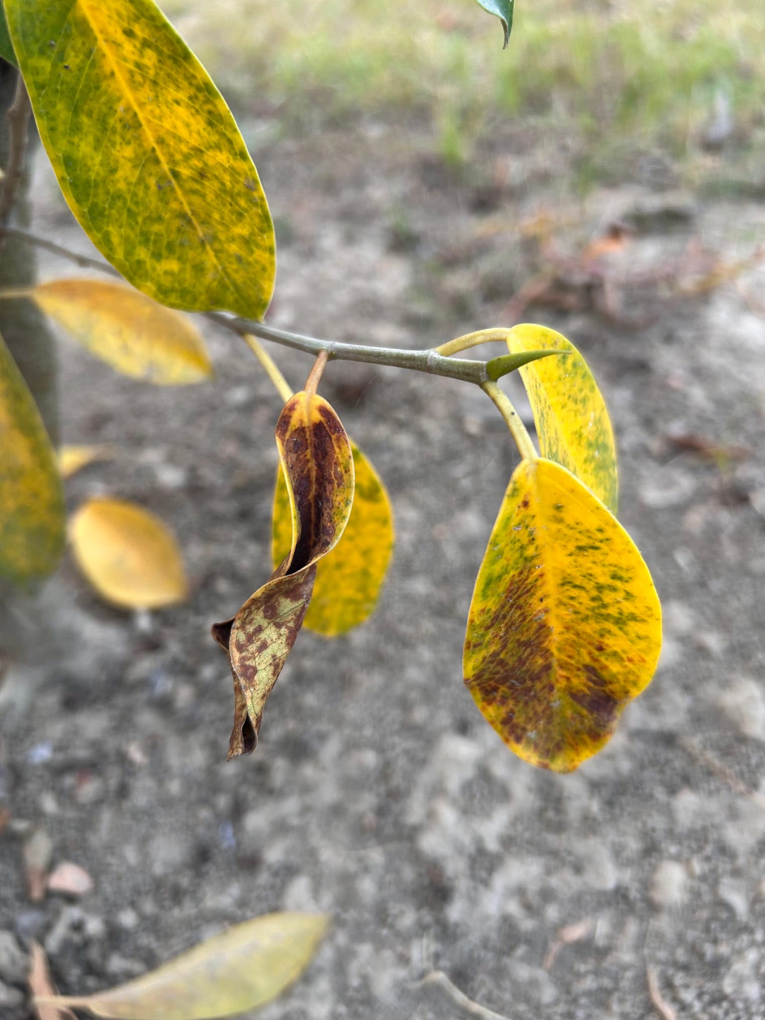 Yellow Leaves With Brown Patches