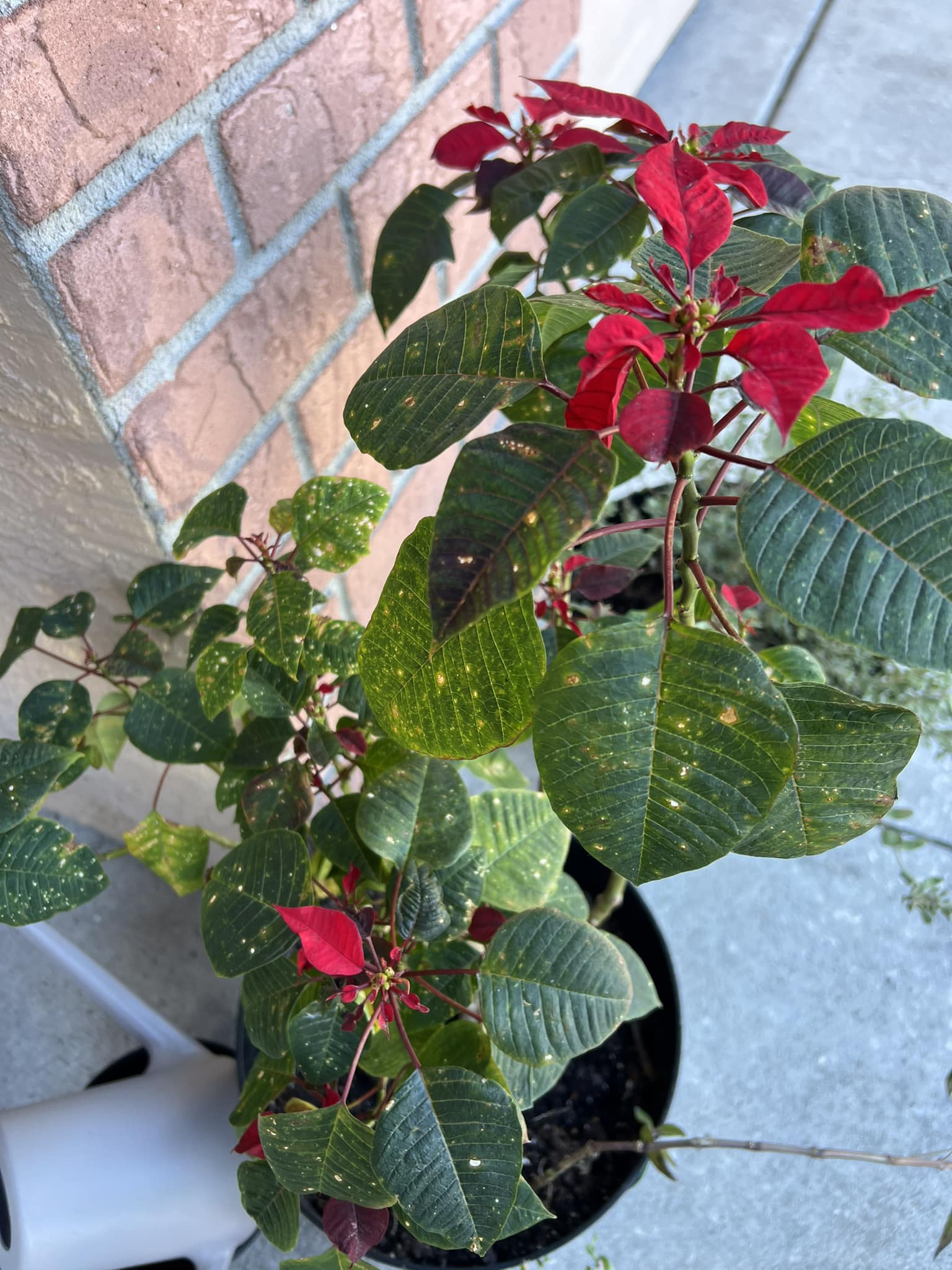 Yellow Speckles on Poinsettia Leaves Caused by Pests