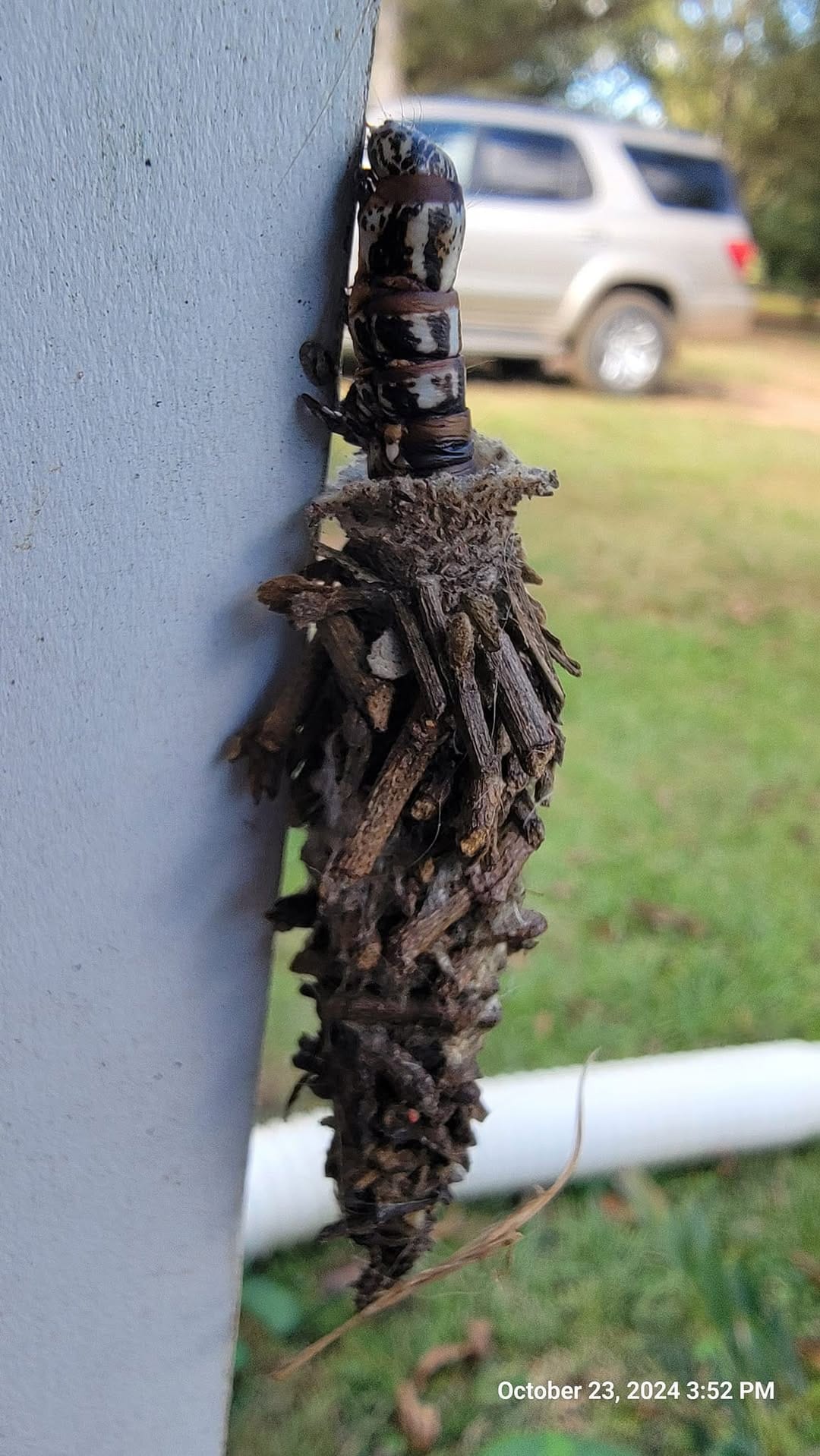 Bagworm cocoon