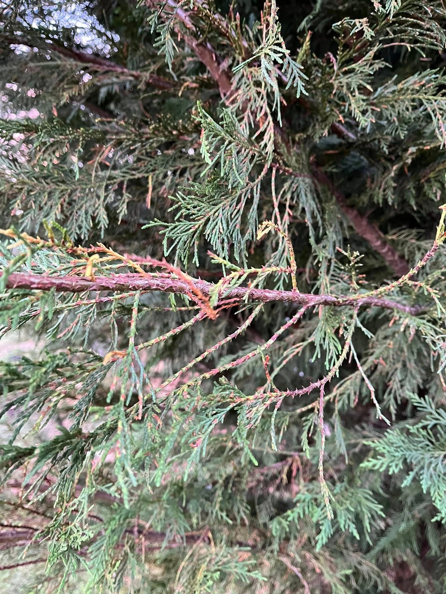 Juniper browning