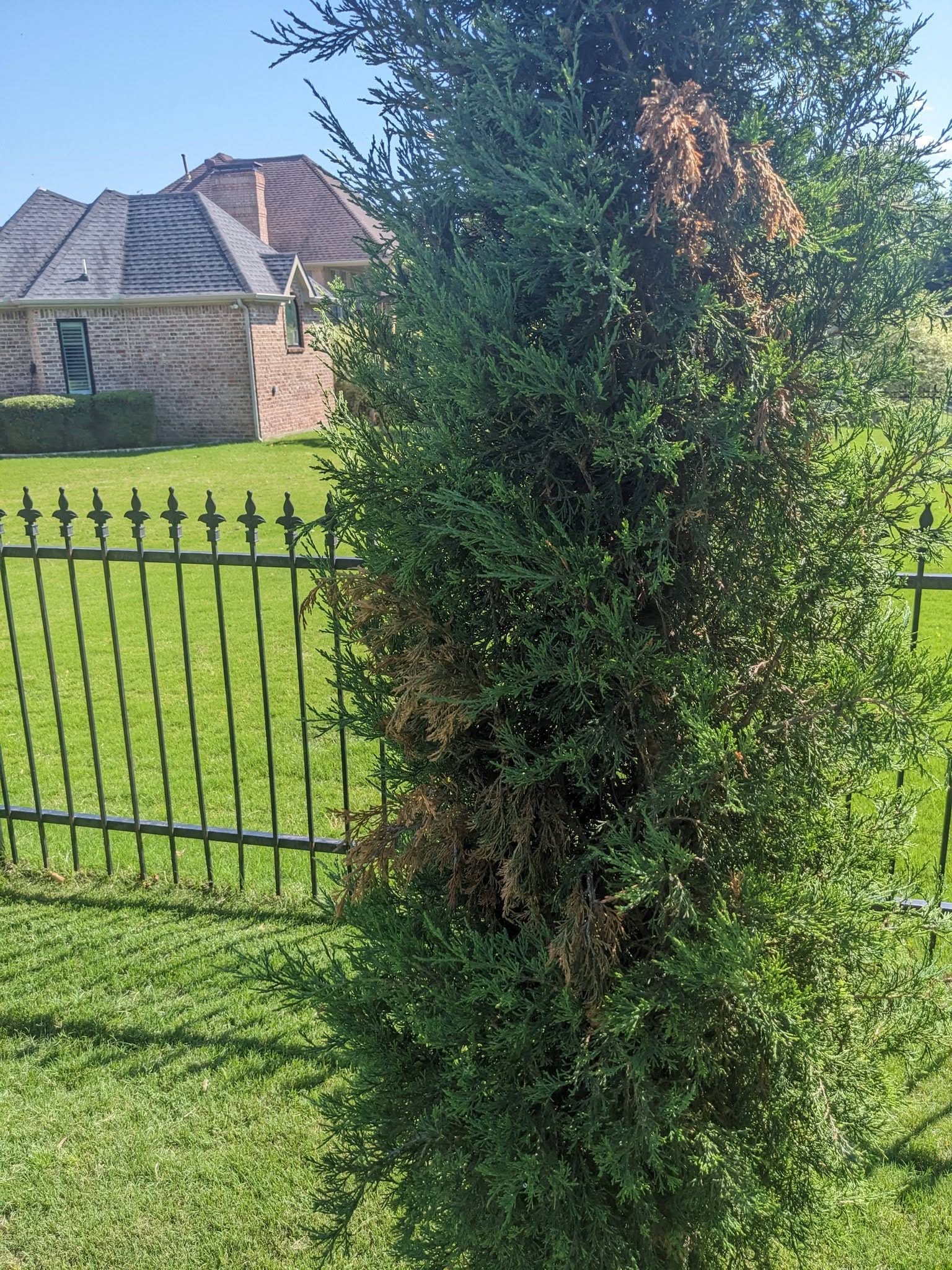 juniper turning brown