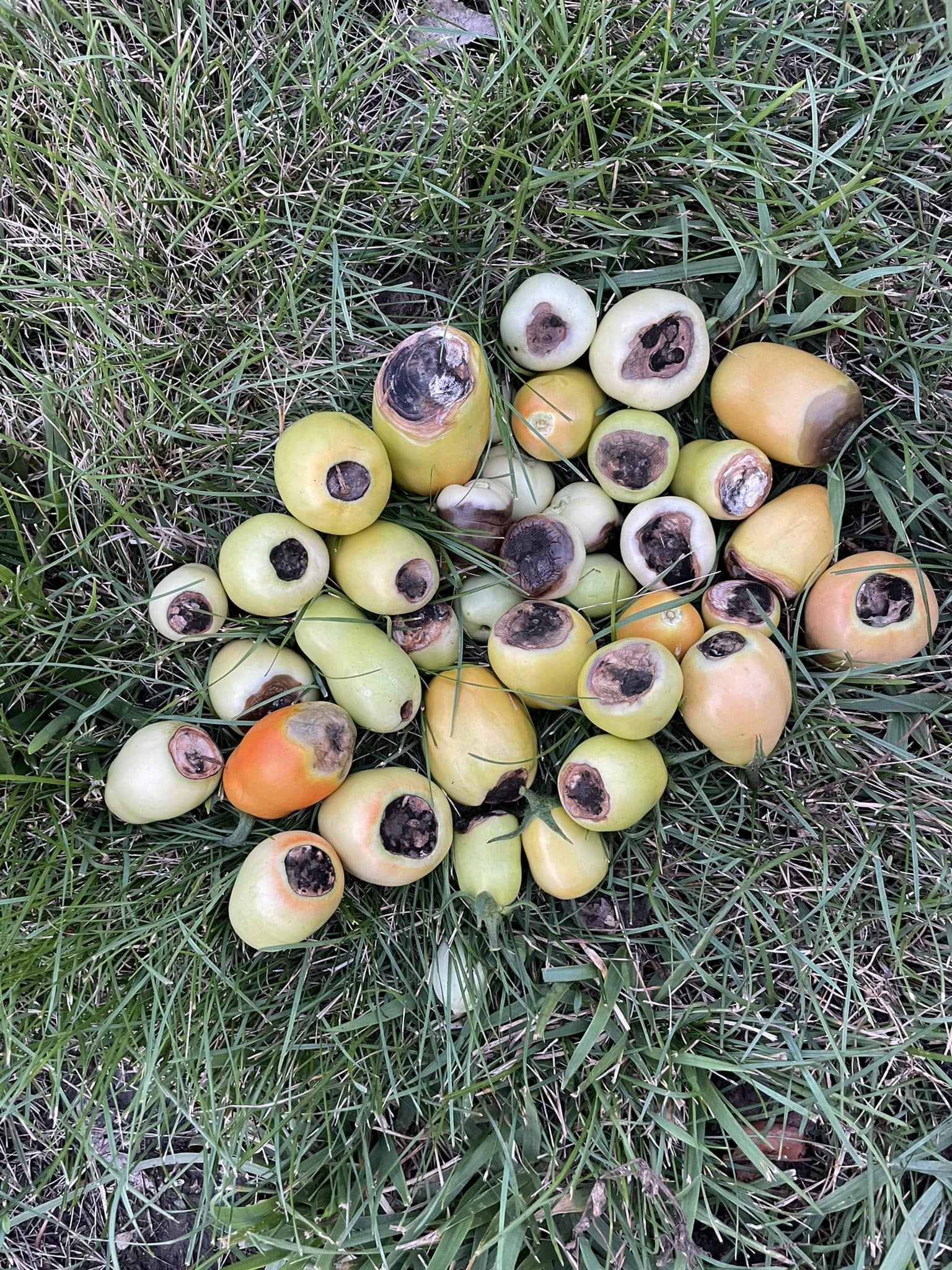 Blossom End Rot on Tomatoes