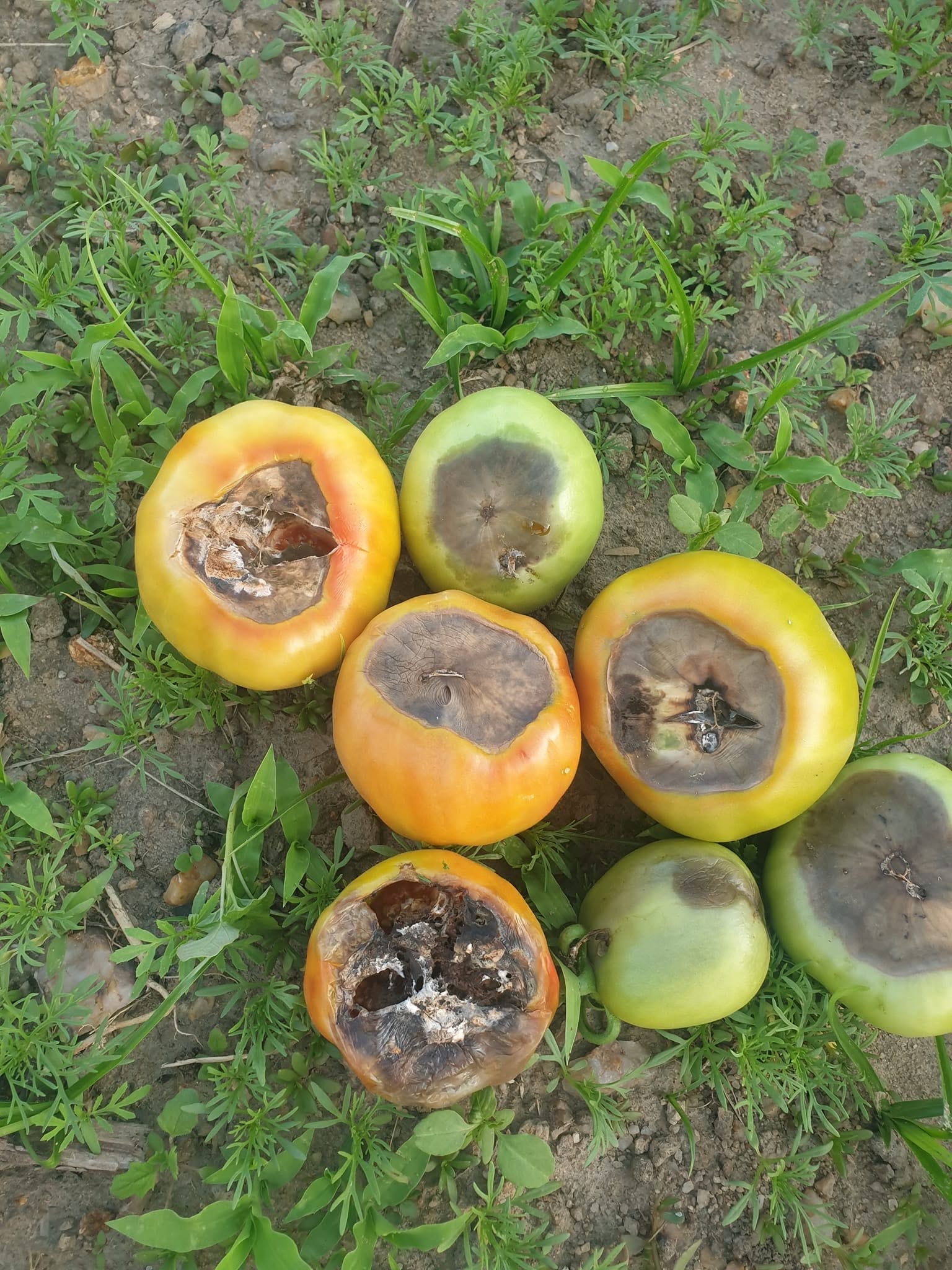 Bottom of Tomato Rotting – Causes and Treatment