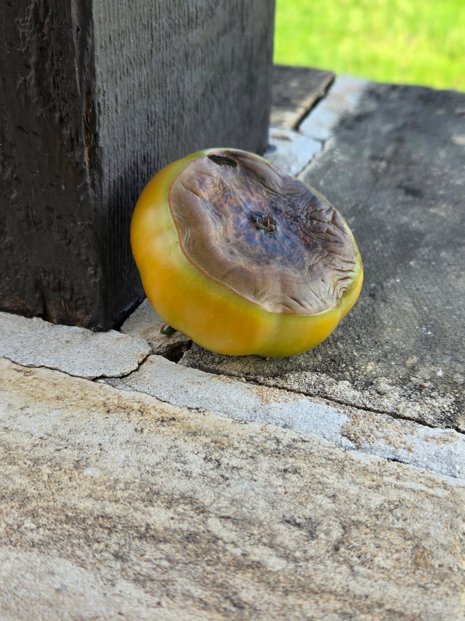 Close-Up of Blossom End Rot on a Tomato Fruit