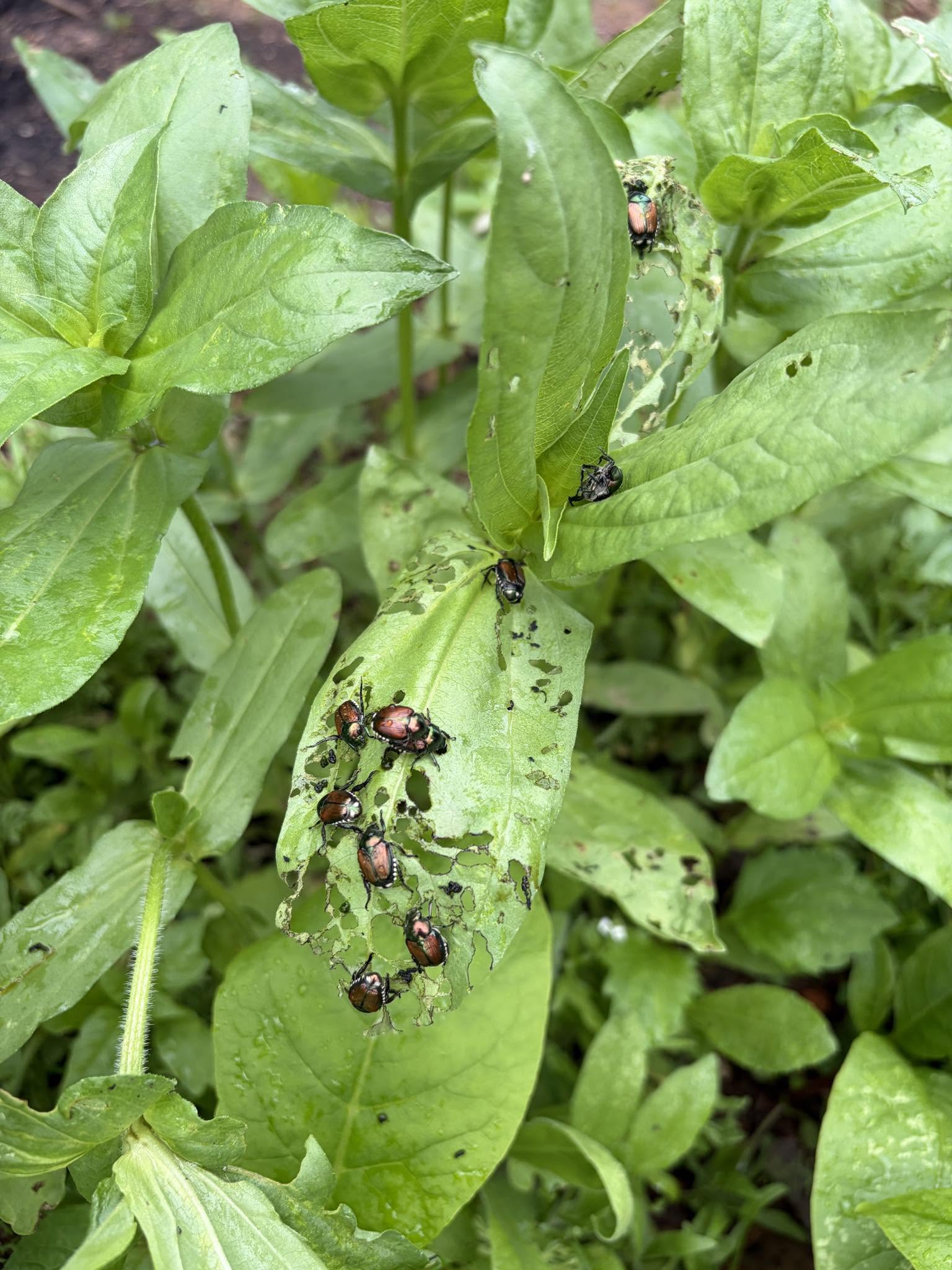 Get Rid of Japanese Beetles in the Garden Organically