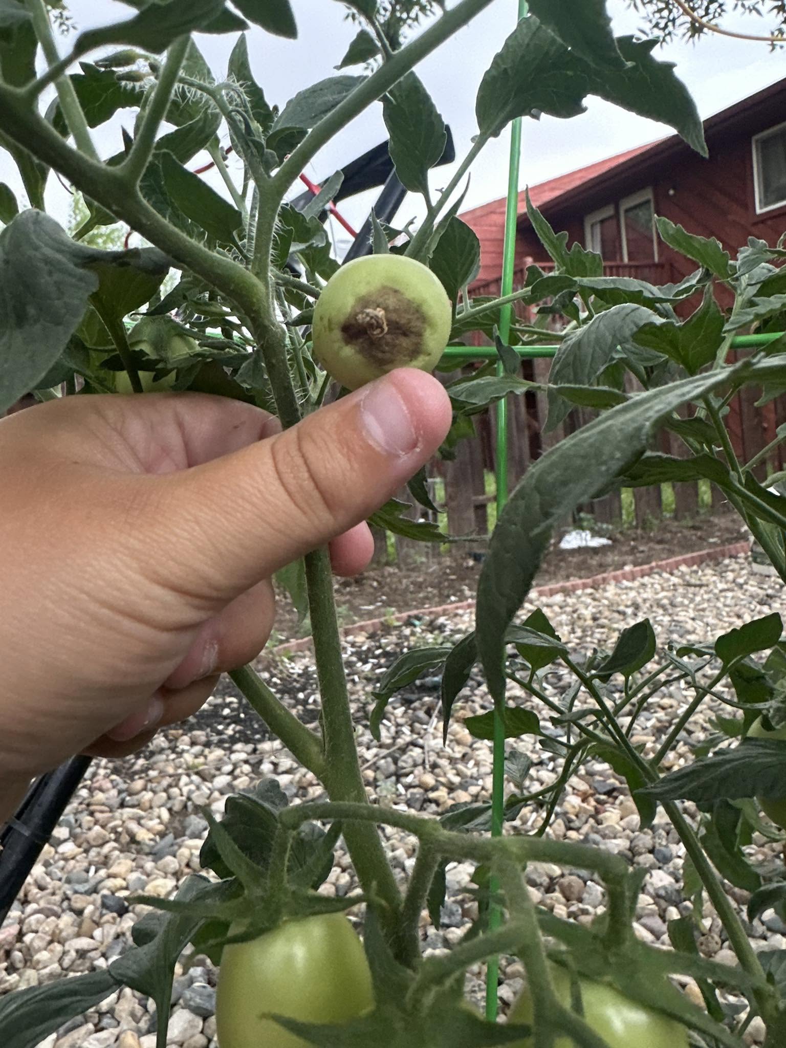 Healthy Tomato Plant With Blossom End Rot Caused by Excess Nitrogen