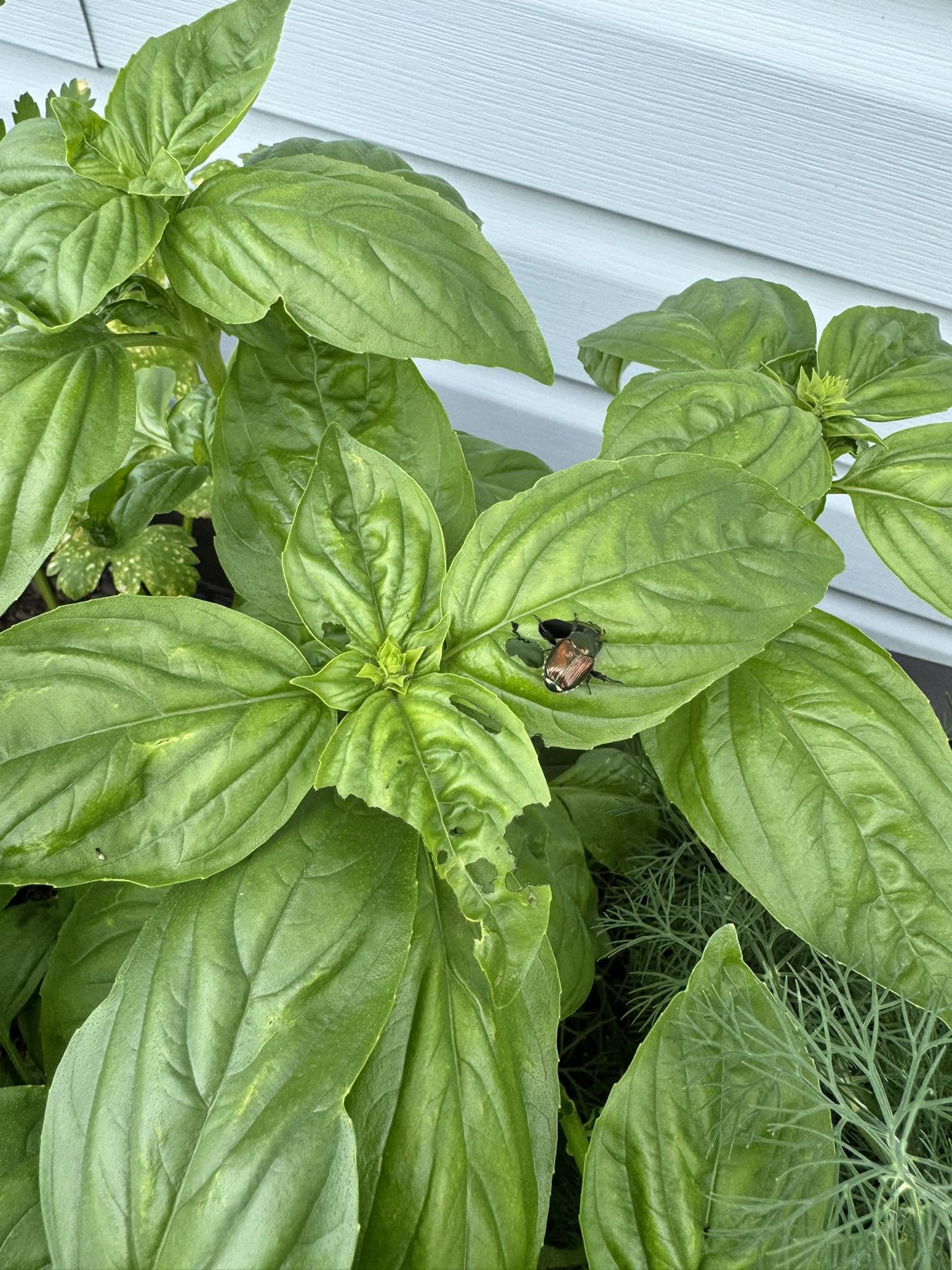 Japanese Beetle Feeding on Basil Leaves