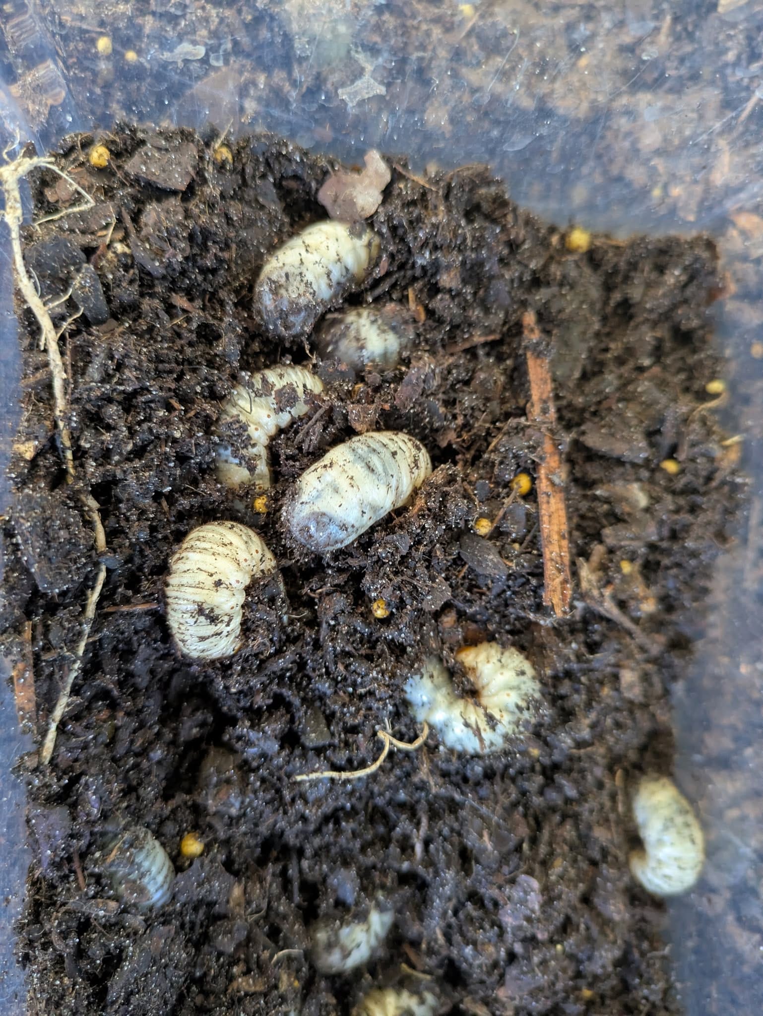 Japanese Beetle Grubs in Soil