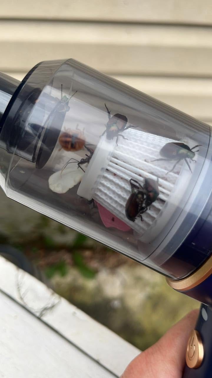 Japanese Beetles Collected With a Handheld Vacuum
