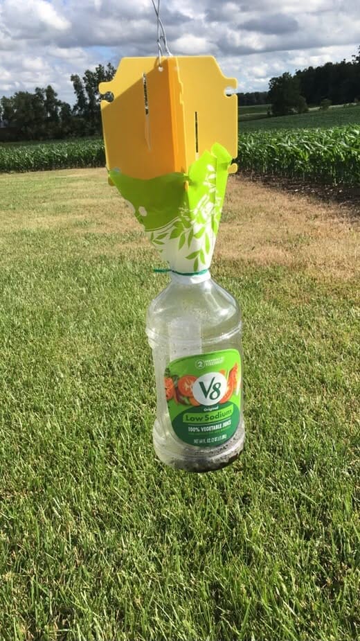 Japanese Beetle Trap in the Garden