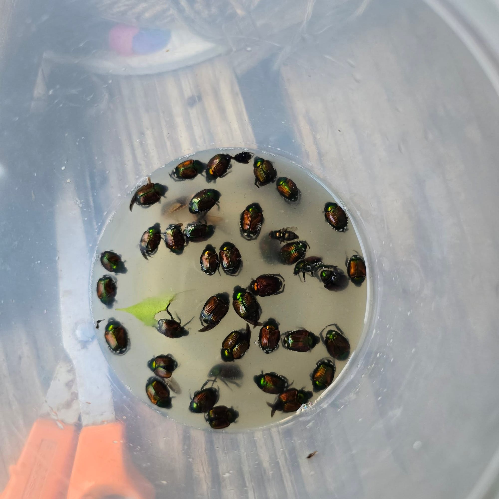 Removing Japanese Beetles by Hand and Dropping Them into Soapy Water