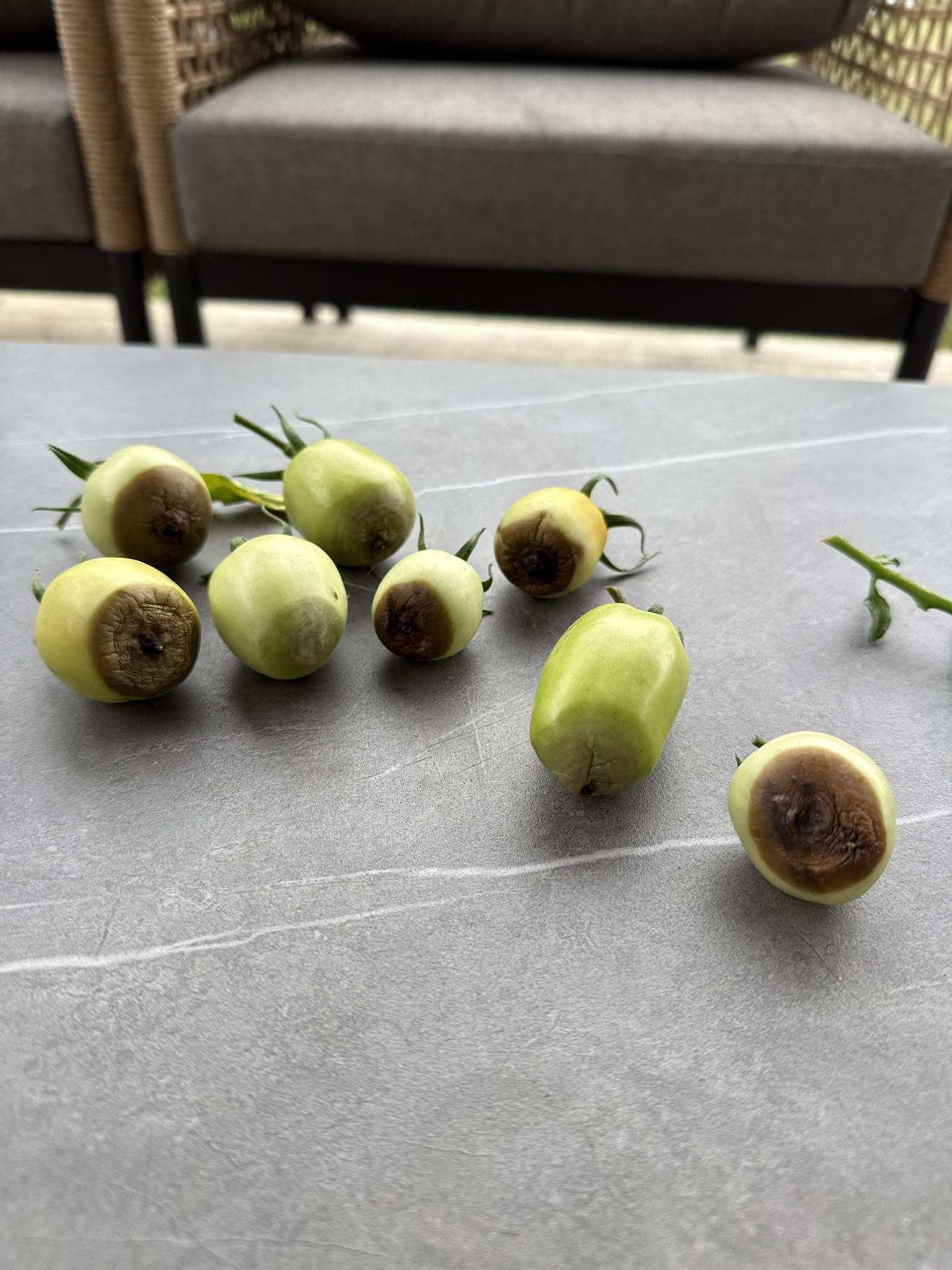 Tomatoes Damaged by Blossom End Rot and Removed from the Plant