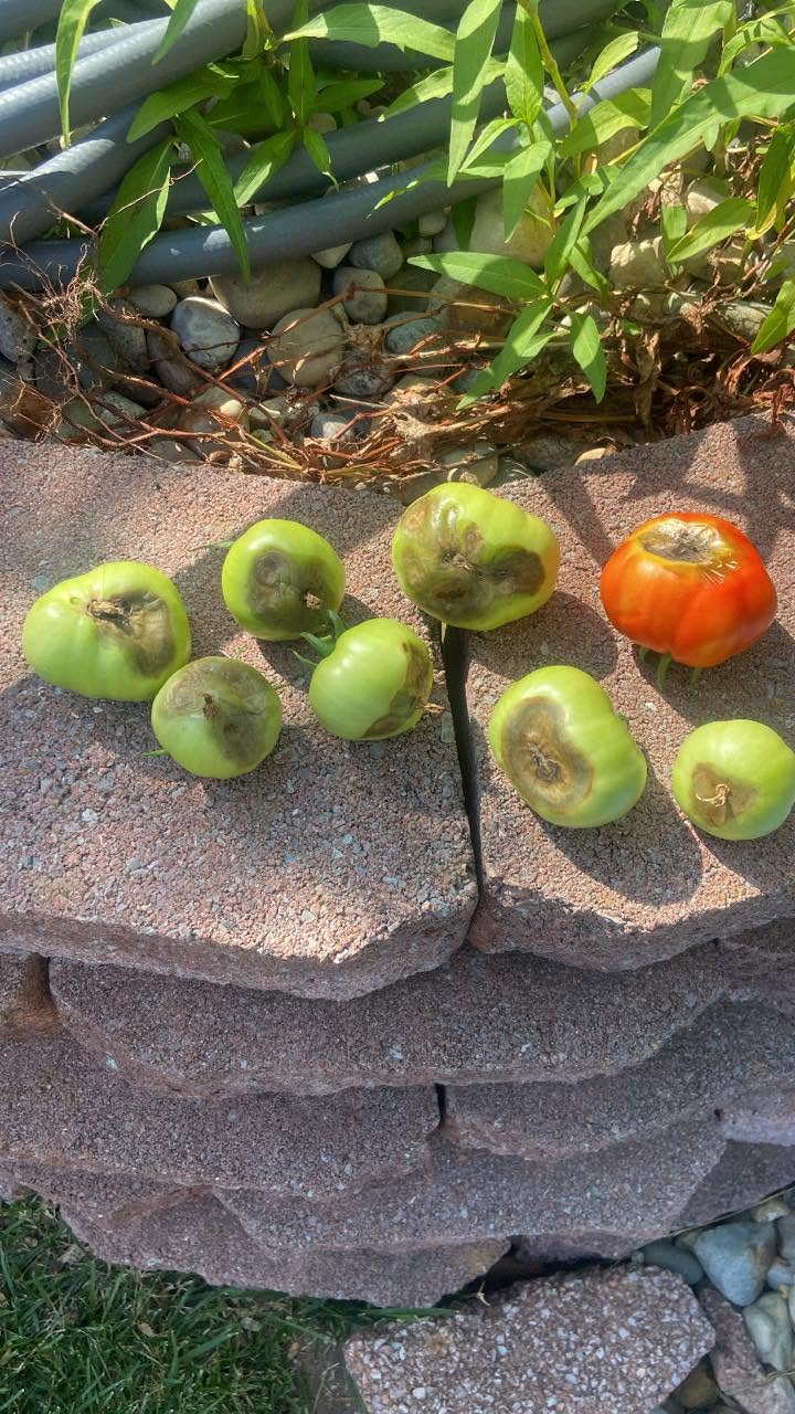 Tomatoes Showing Blossom End Rot Damage