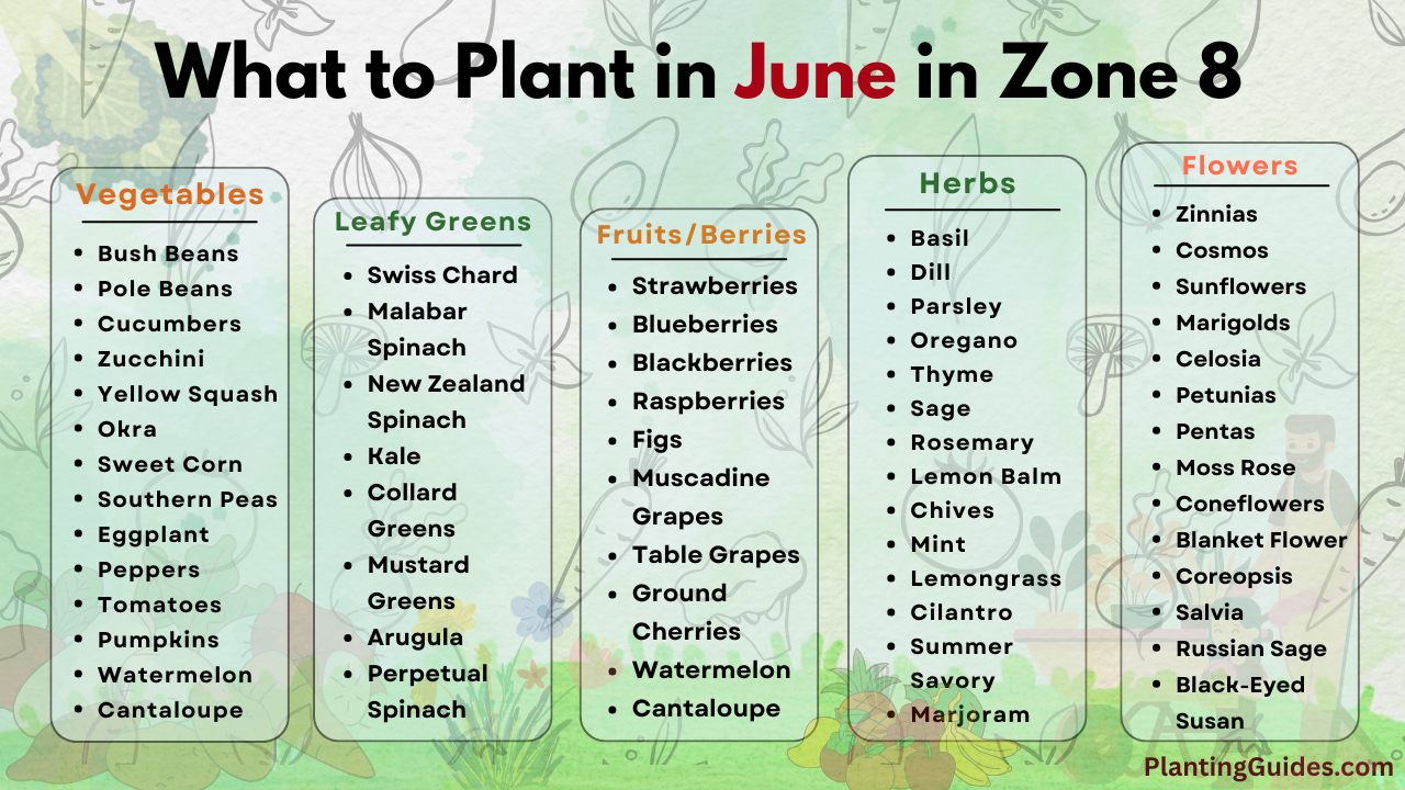 What to Plant in June in Zone 8