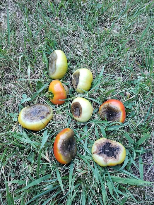 Worst Case of Blossom End Rot in Tomatoes