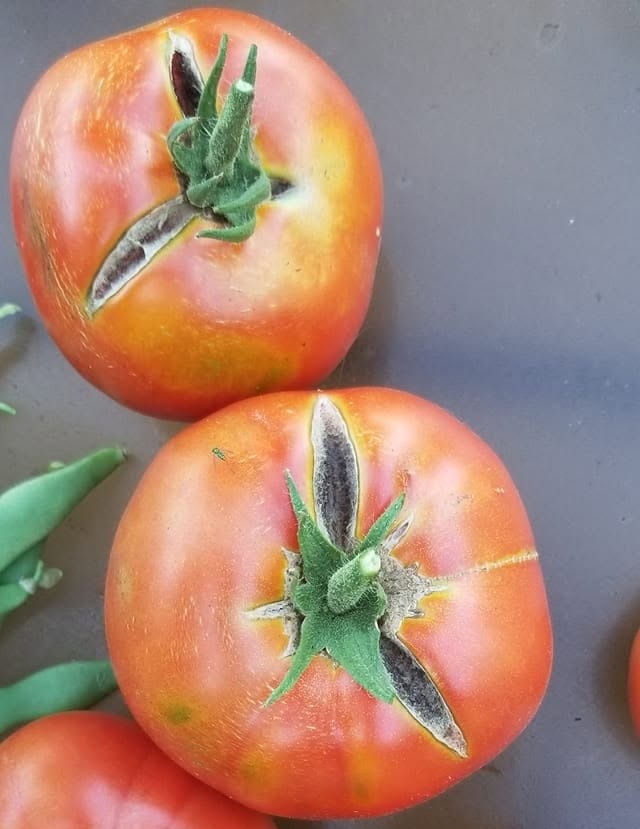 Moldy Split Tomatoes That Are Not Safe to Eat