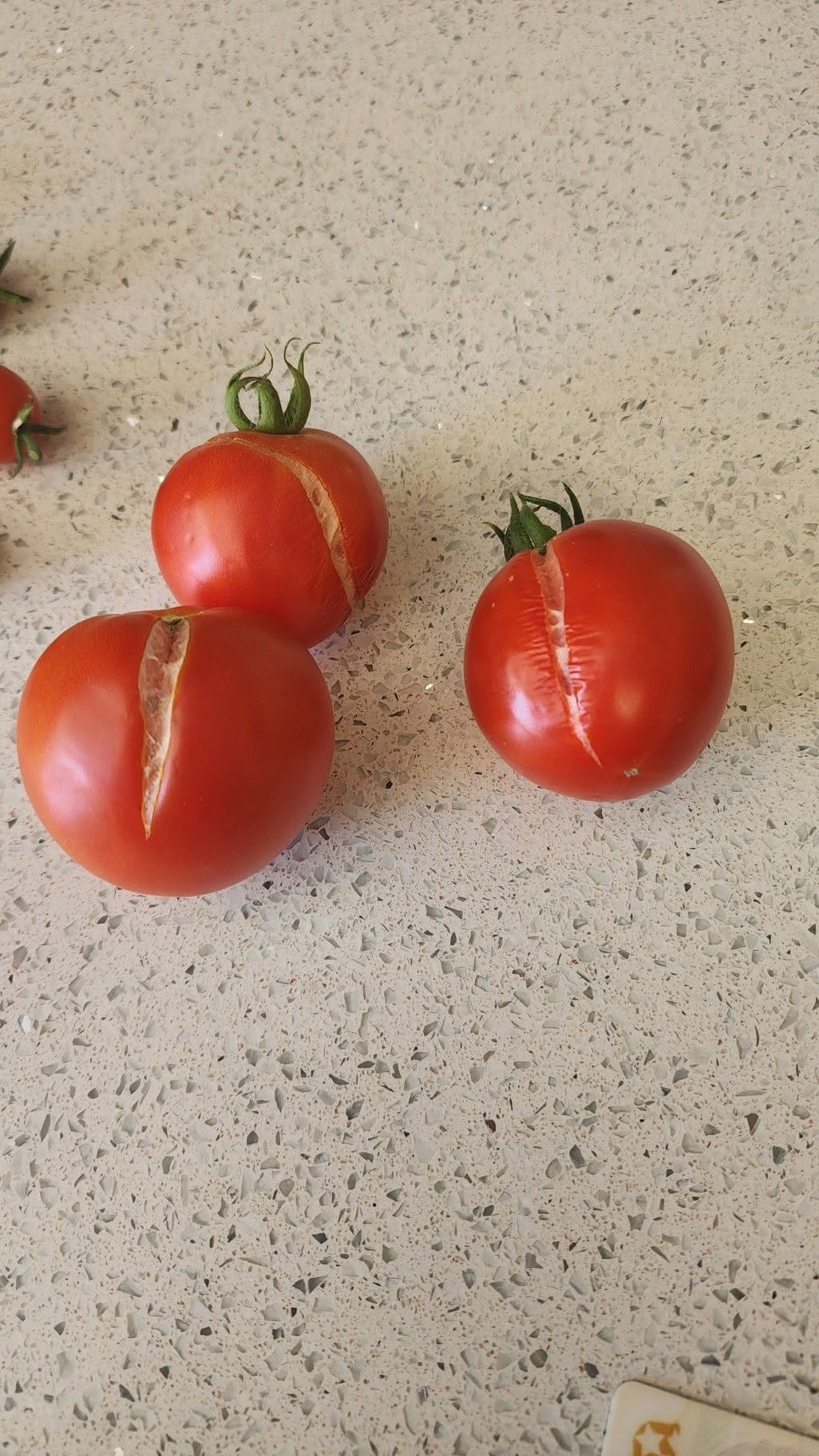 Red Slicer Tomatoes Split After Sudden Changes in Watering.