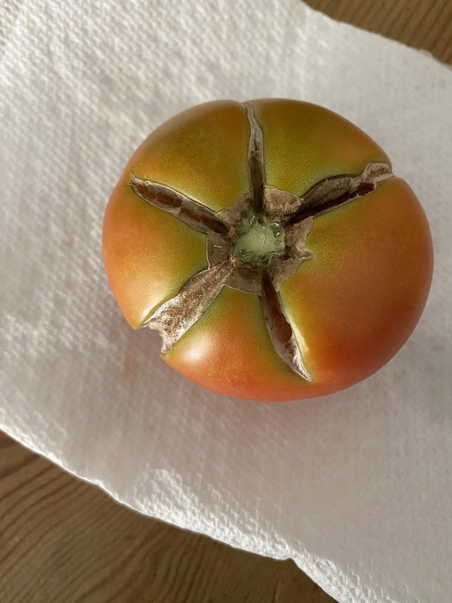 Tomato Split Due to Uneven Watering and Temperature Fluctuations