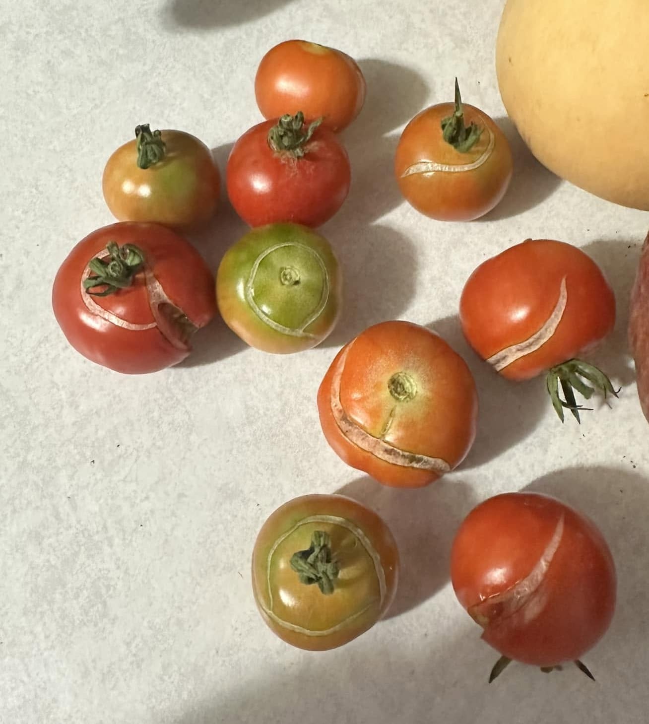Tomatoes Splitting