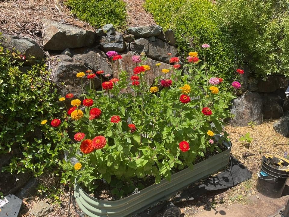 Zinnia Blooms